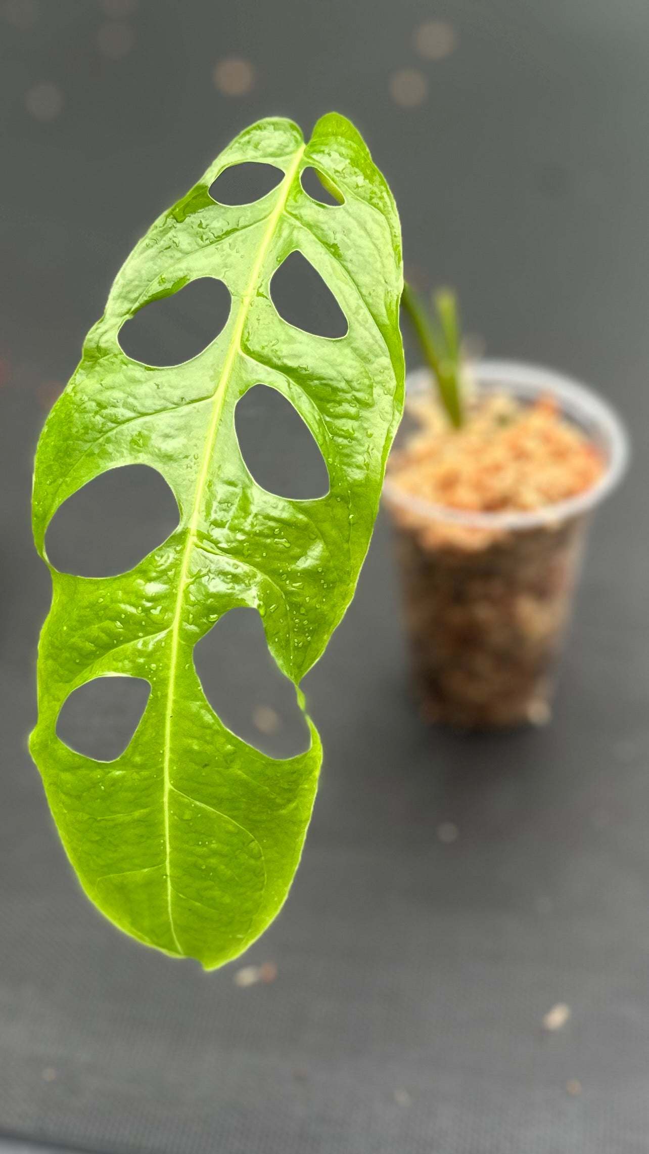 Monstera obliqua “Ecuador” var. Longifolia