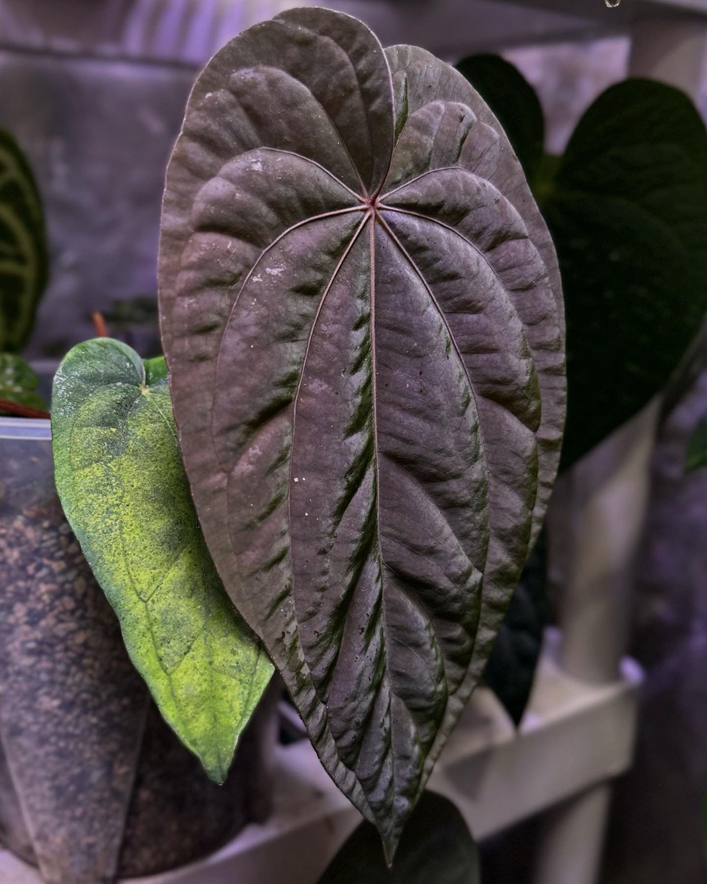 Anthurium (pap "Long x Long Bullet" x splendidum) x dressleri “Obsidian” *seedlings*