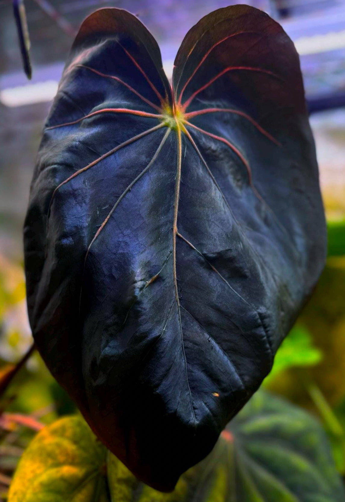 Anthurium antolakii (BVEP) "Wu1 x Oliver" x 'Supernova' (dressleri "Oliver" x BVEP "Felix") *seedlings*