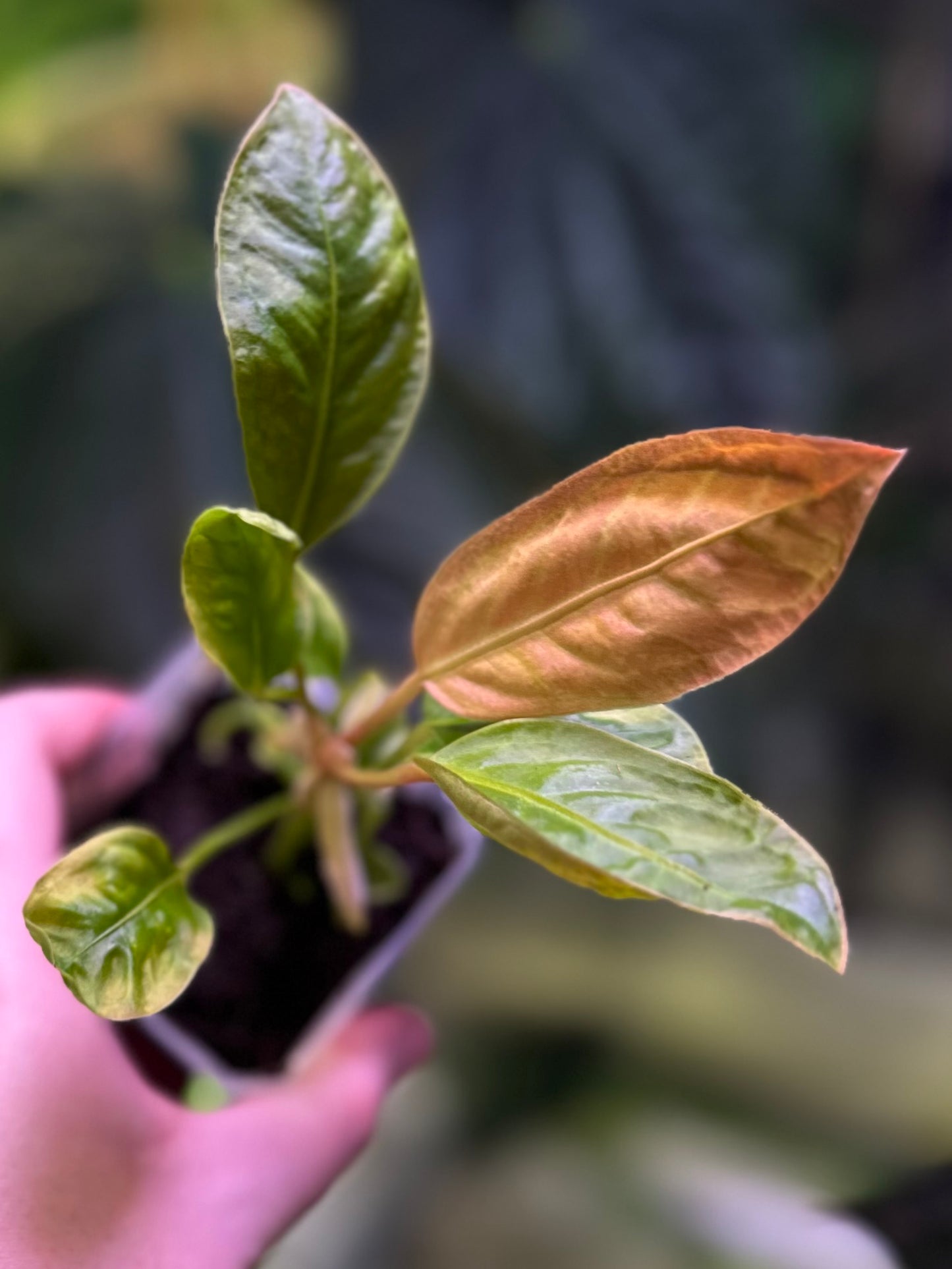 Anthurium willifordii *EXTREMELY RARE*