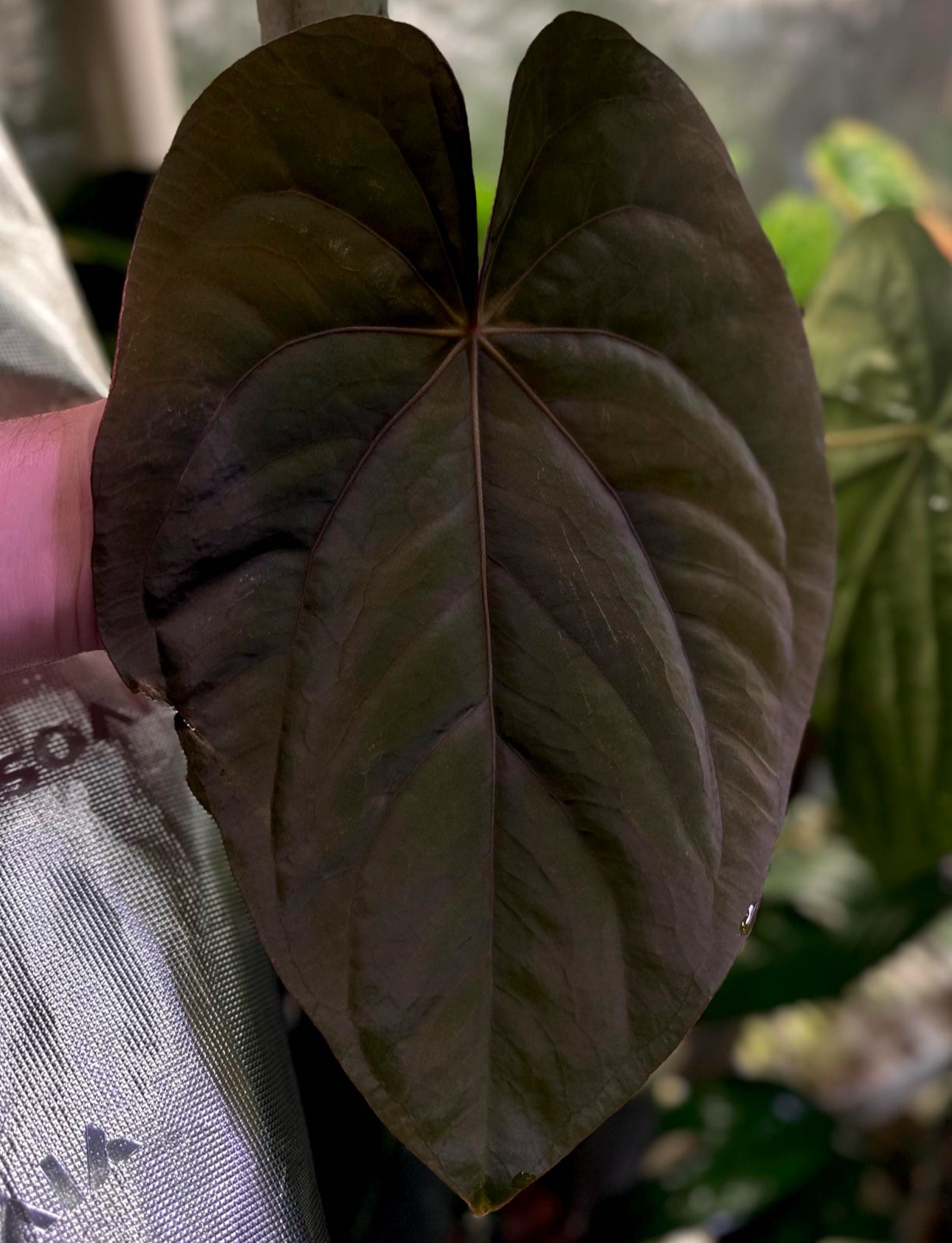 Anthurium dressleri RG x (Black dressleri x RG F2 dark) *seedlings*