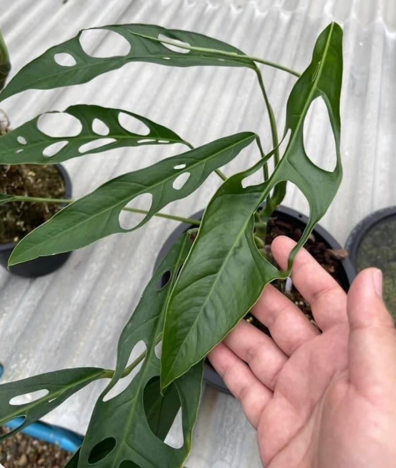 monstera obliqua for sale Monstera obliqua “Yasuní” #1