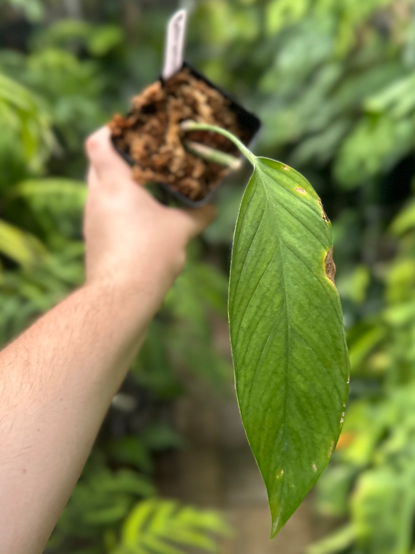 Monstera bocatorensis