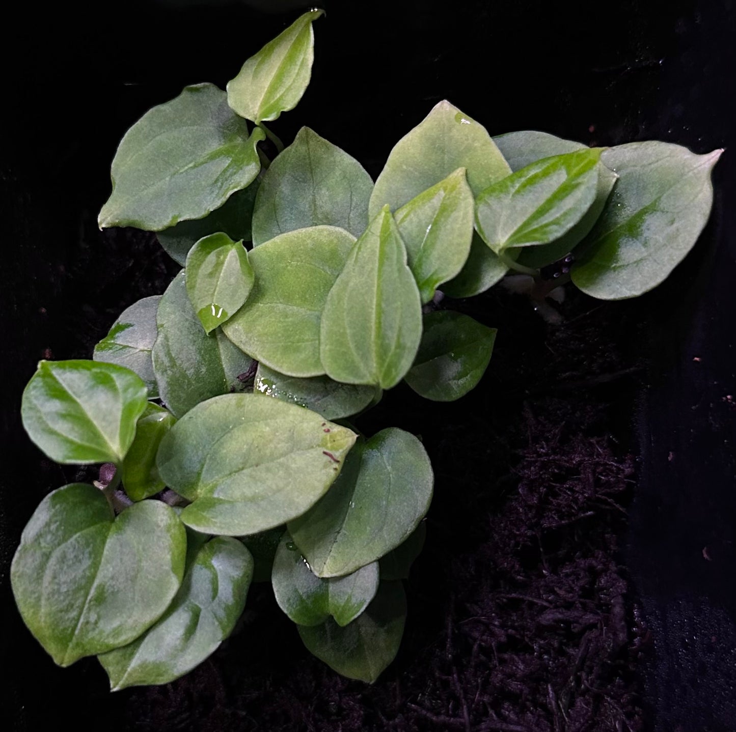 Anthurium antolakii (BVEP) "Round x RA1" x "Wu1 x Oliver"