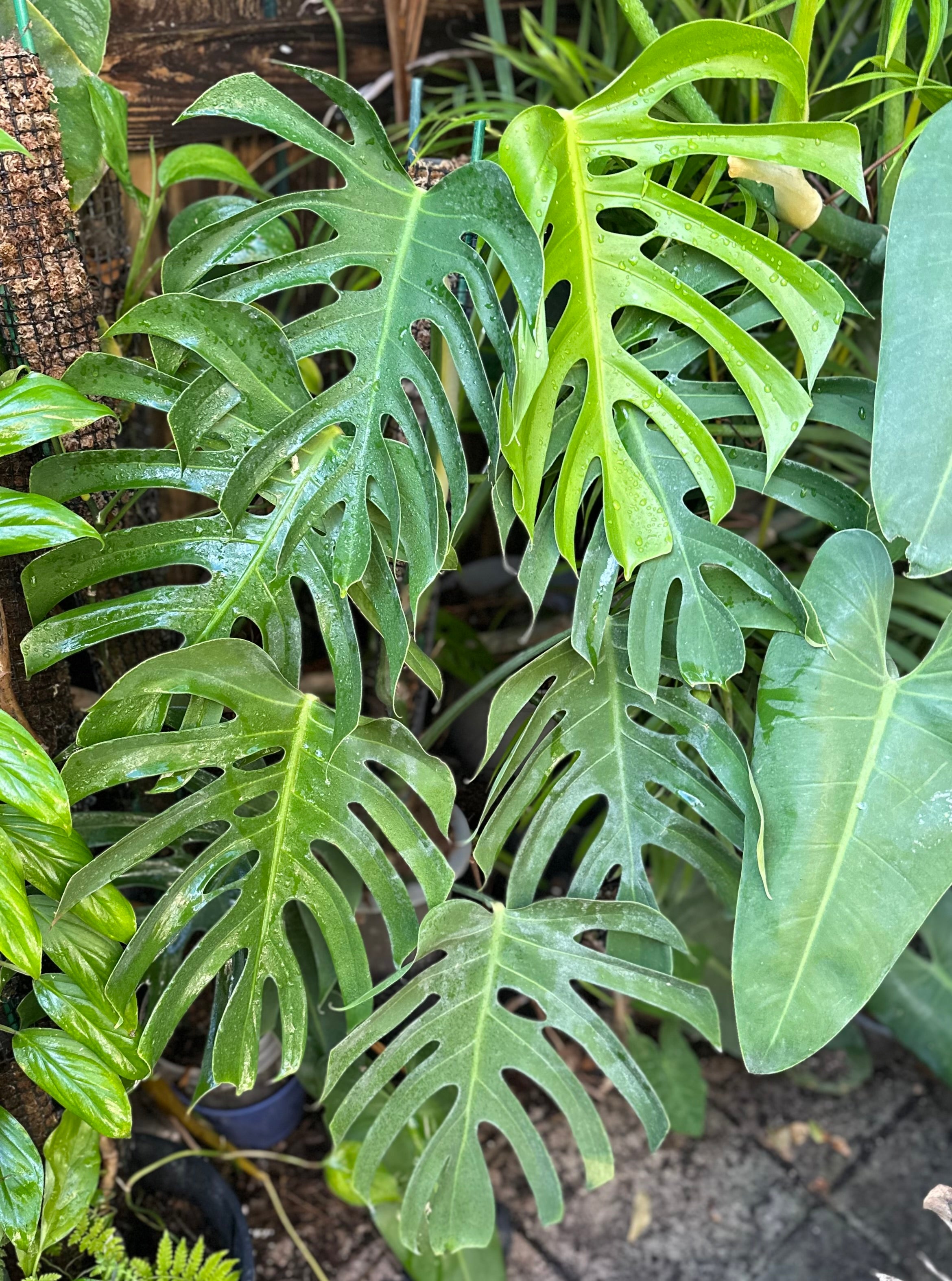monstera deliciosa near me Monstera deliciosa var sierrana