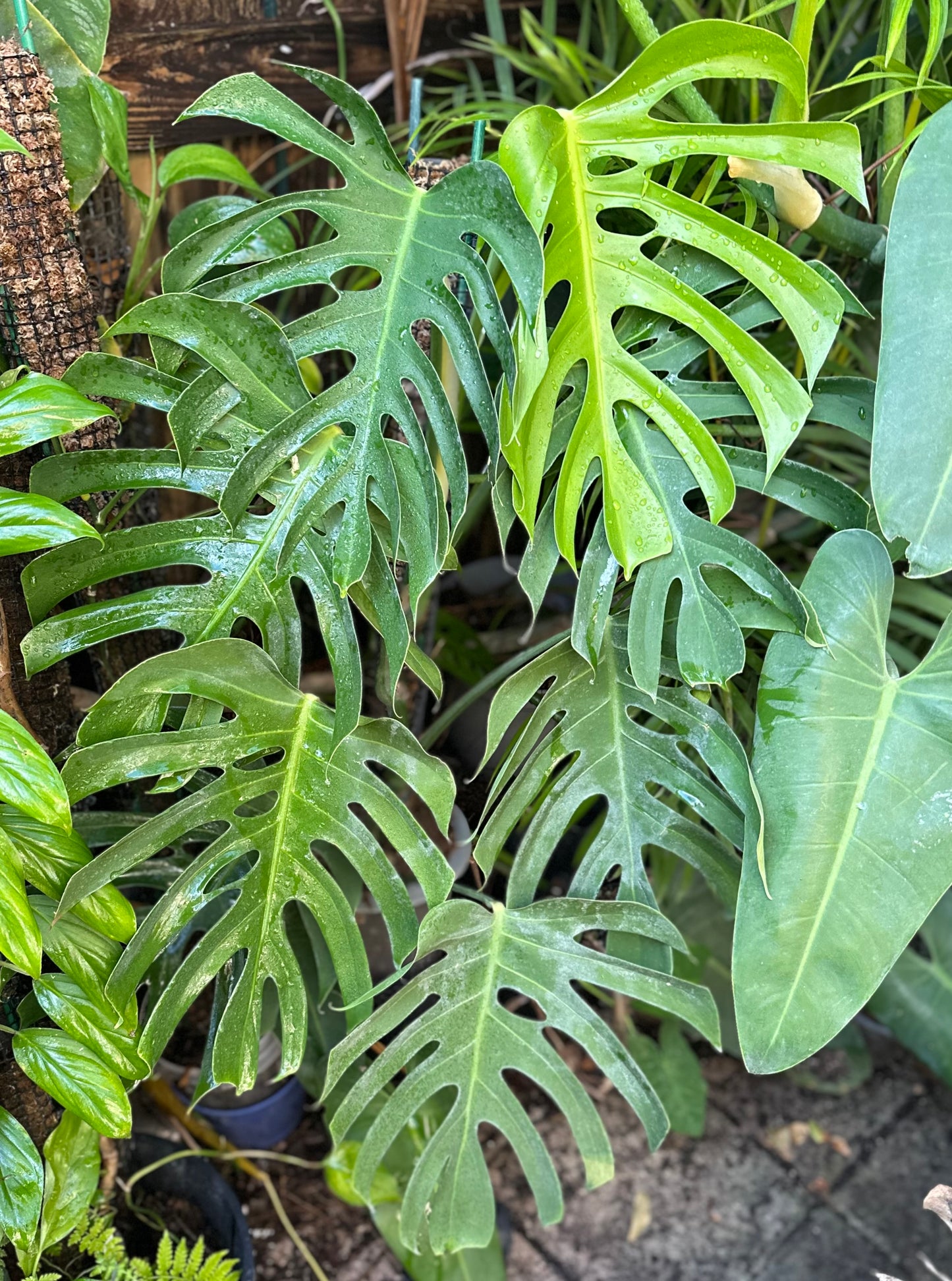 Monstera deliciosa var sierrana