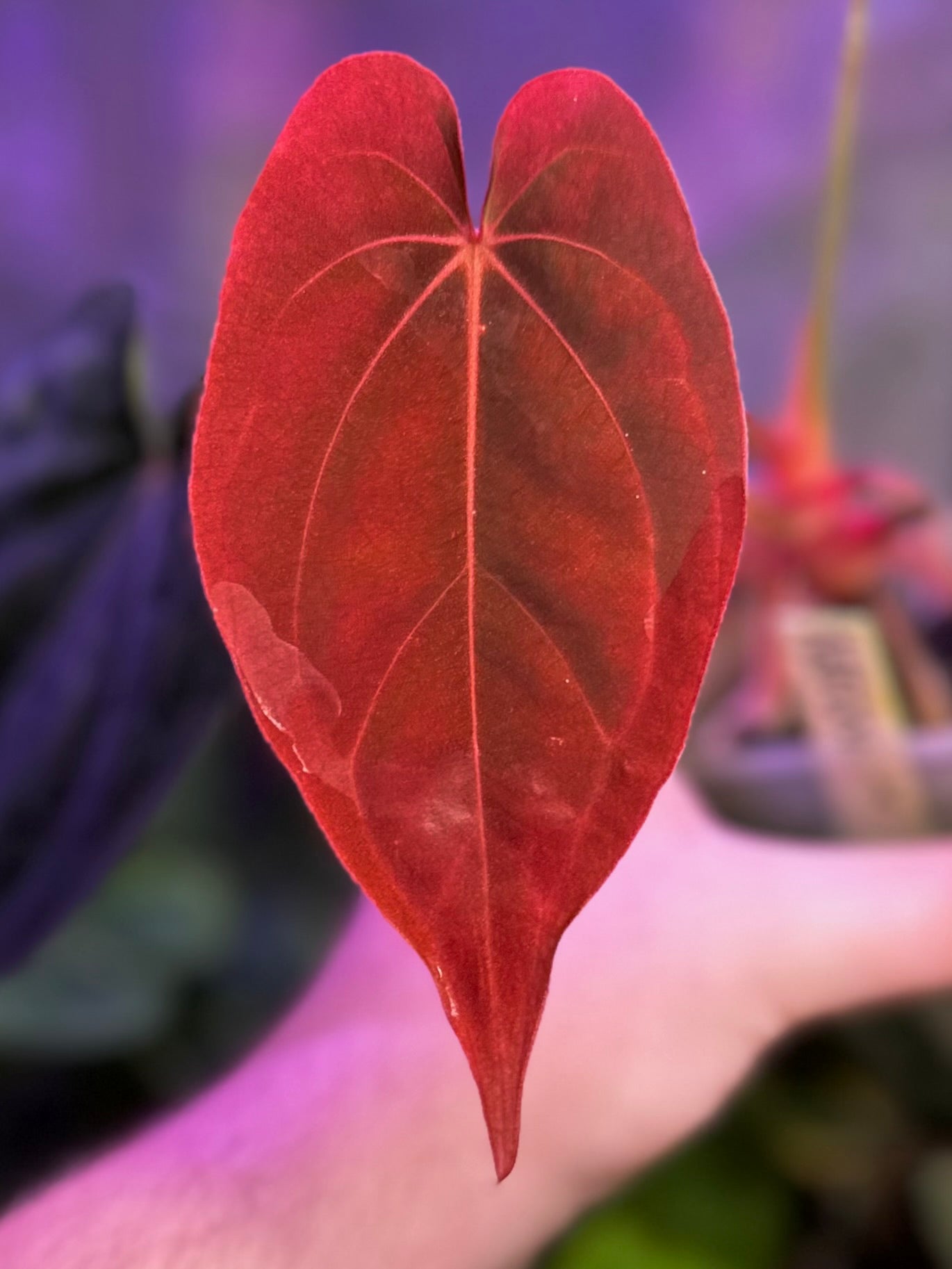 Anthurium (dressleri RG F2 x carlablackiae “Amanda”) x (dressleri “Oliver” x BVEP “Felix”)