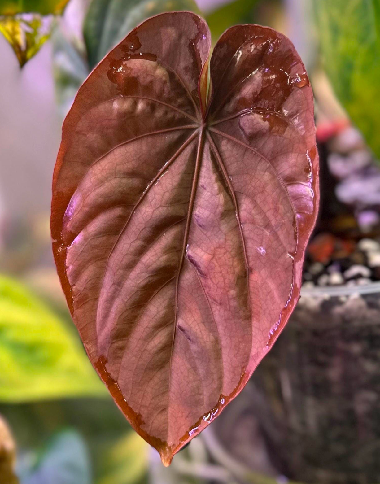 Anthurium dressleri RG x (Black dressleri x RG F2 dark) *seedlings*