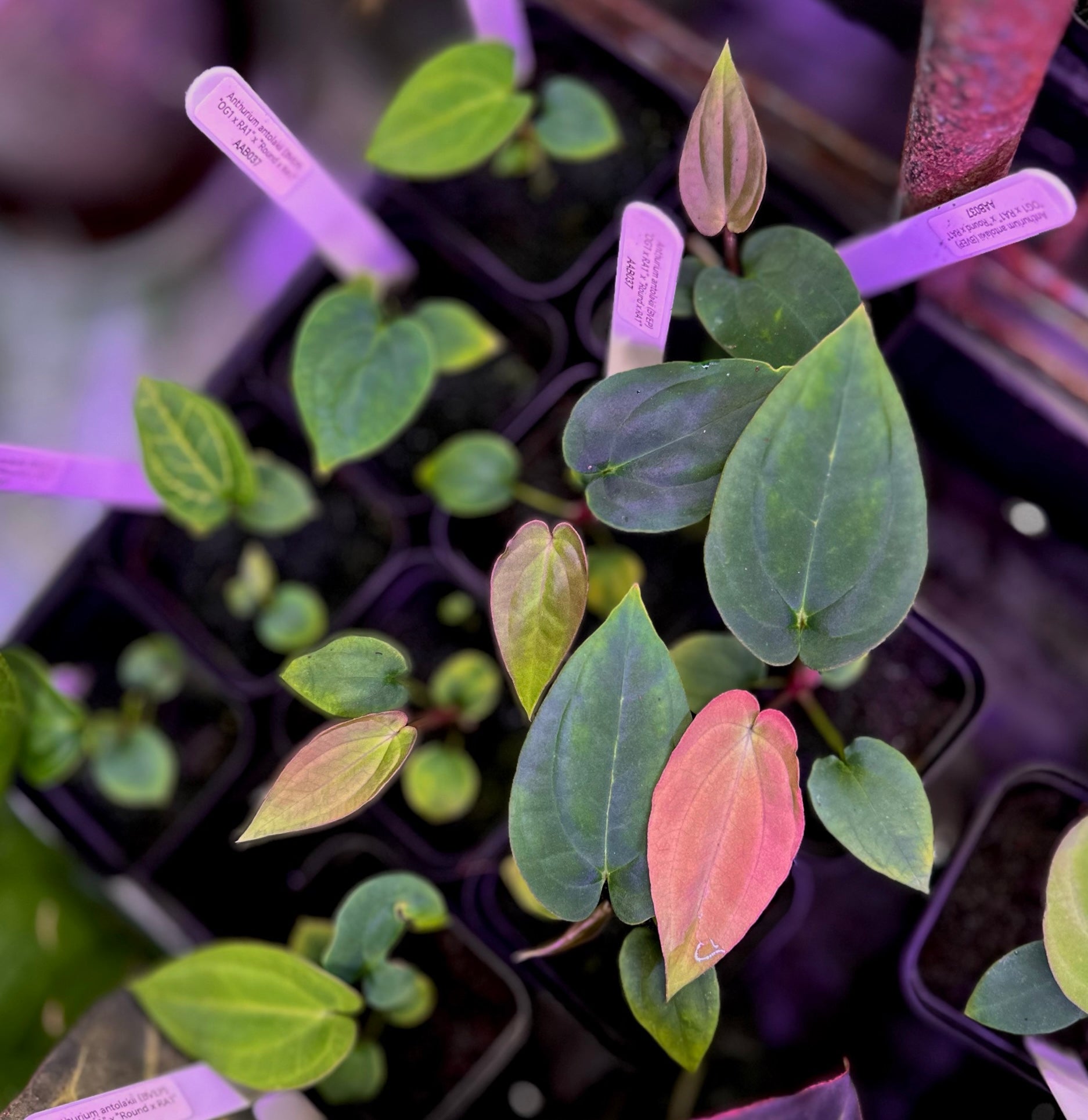 anthurium rupicola Anthurium antolakii (BVEP) "OG1 x RA1" x "Round x RA1" – AABexotics