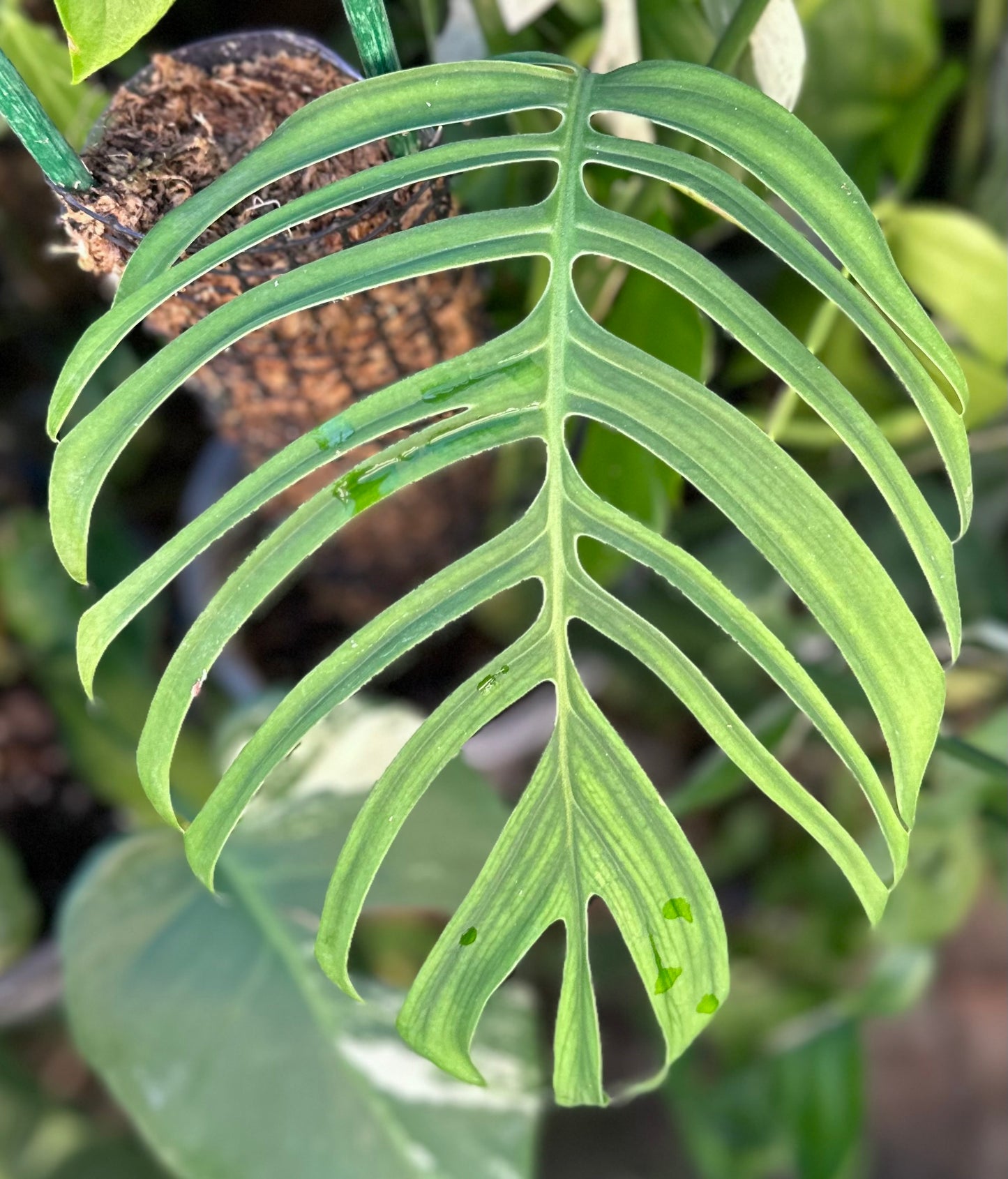 Monstera croatii *EXTREMELY RARE*