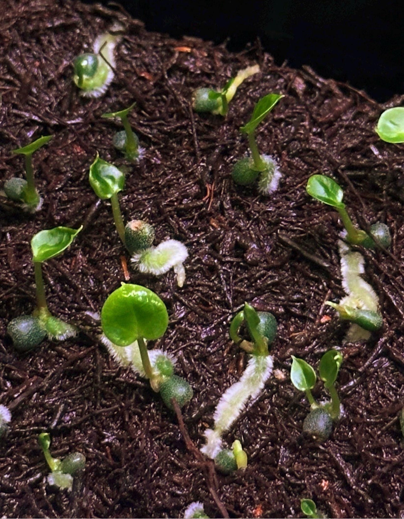 Anthurium carlablackiae RA13 x (RA5x10)