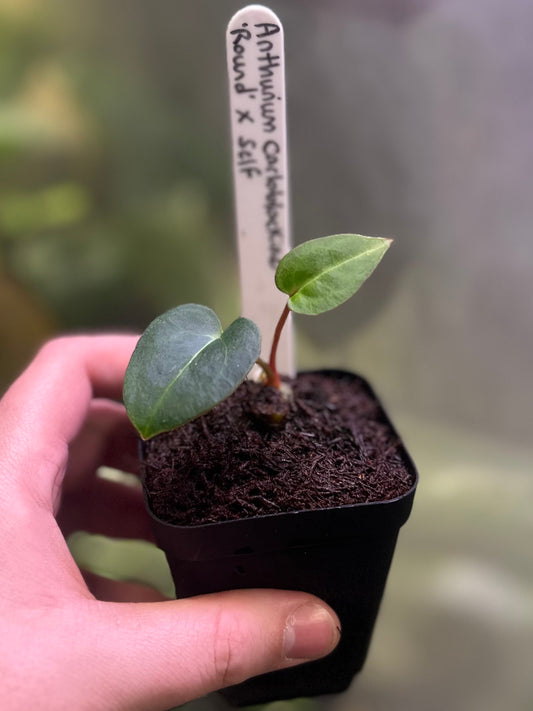 Anthurium carlablackiae 'Round' x self