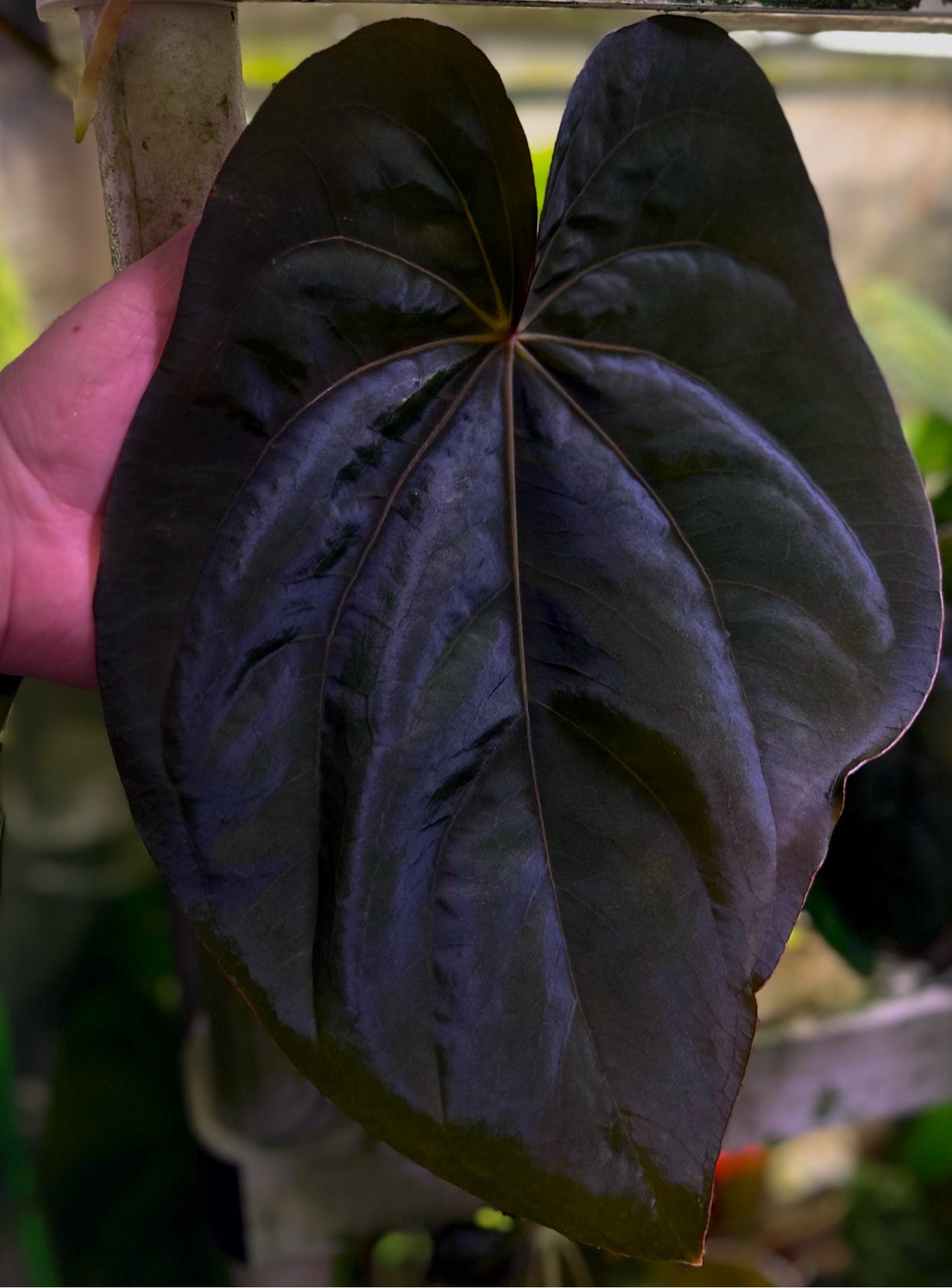Anthurium dressleri RG x (Black dressleri x RG F2 dark) *seedlings*