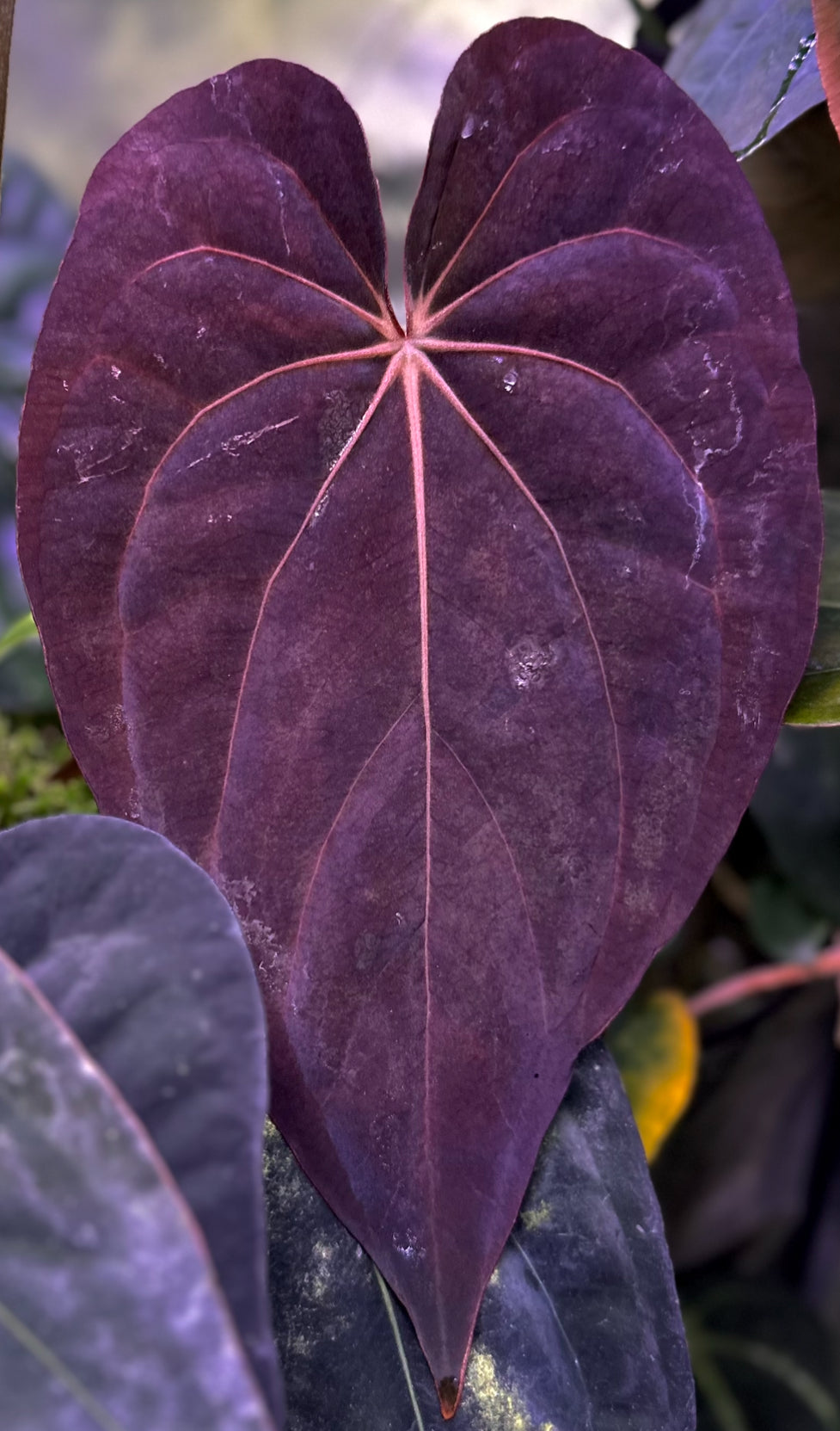 Anthurium (dressleri RG F2 x carlablackiae “Amanda”) x (dressleri “Oliver” x BVEP “Felix”)