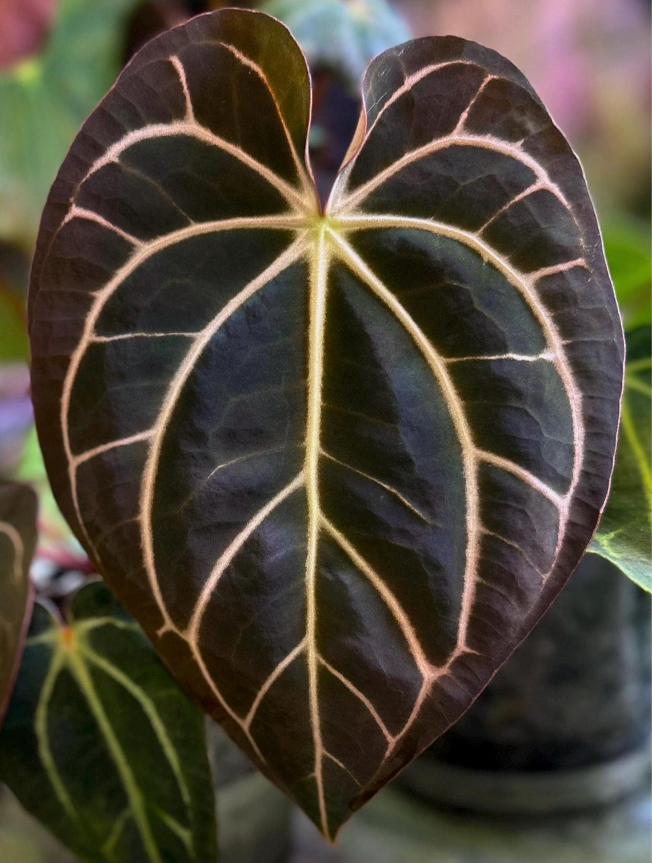 Anthurium carlablackiae RA13 x (RA5x10)
