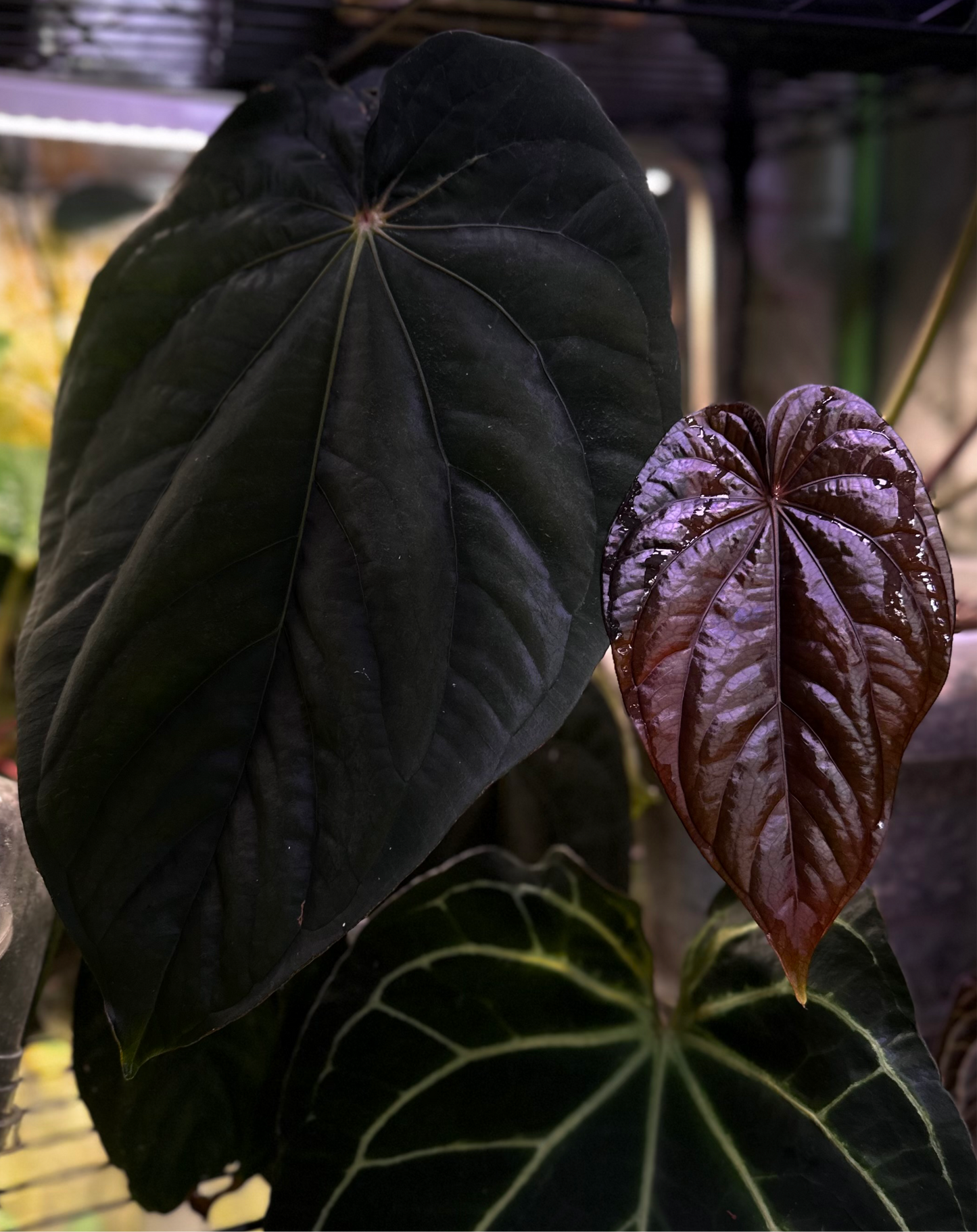 Anthurium dressleri "Obsidian" x (Black dressleri x RG F2 dark)