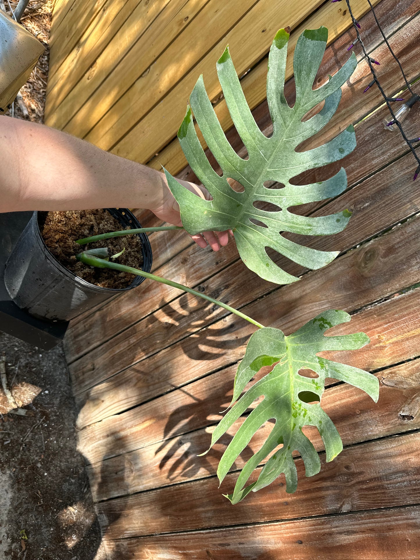 Monstera deliciosa var sierrana
