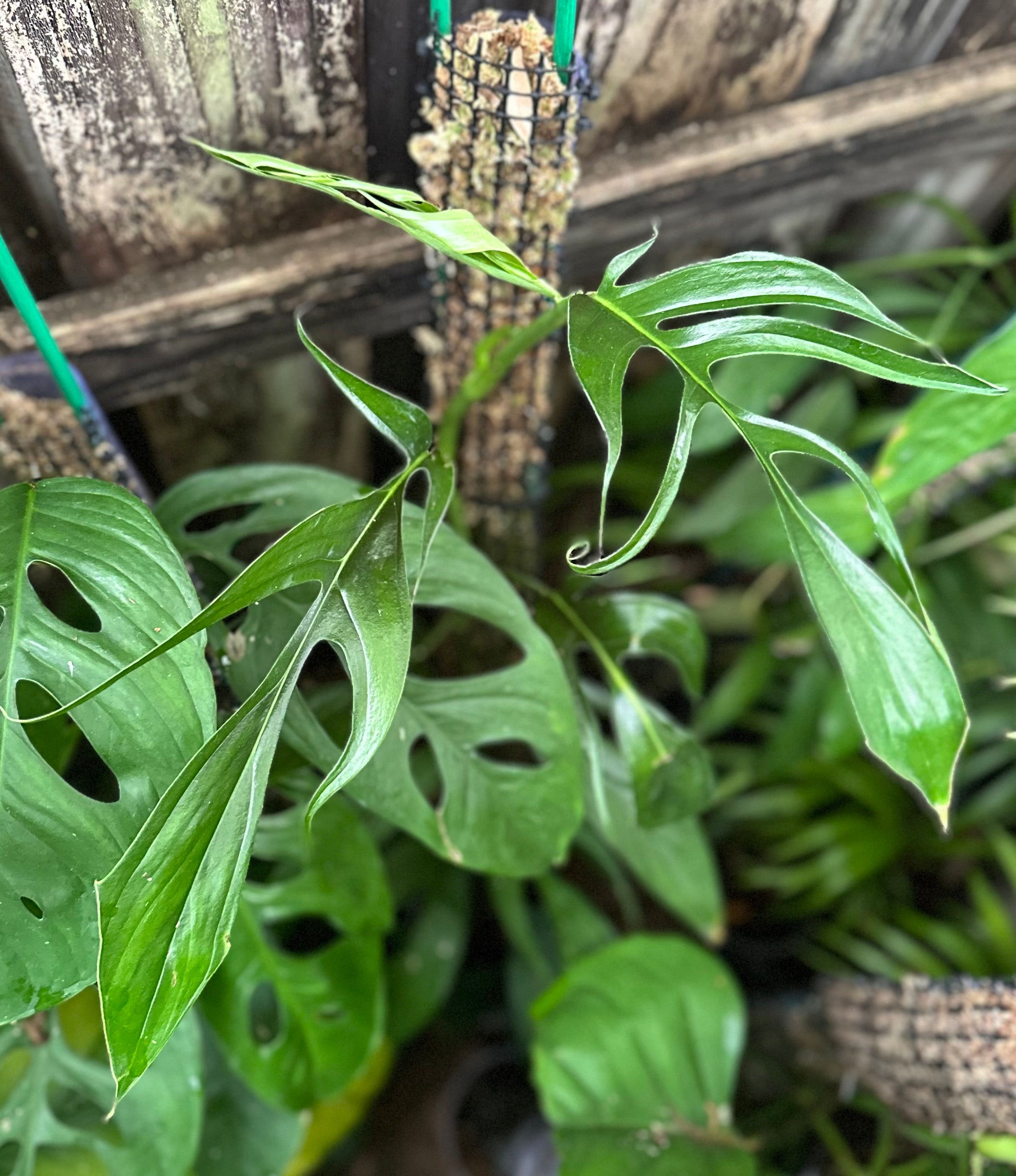 monstera adansonii sp Monstera sp. 'Curved' – AABexotics