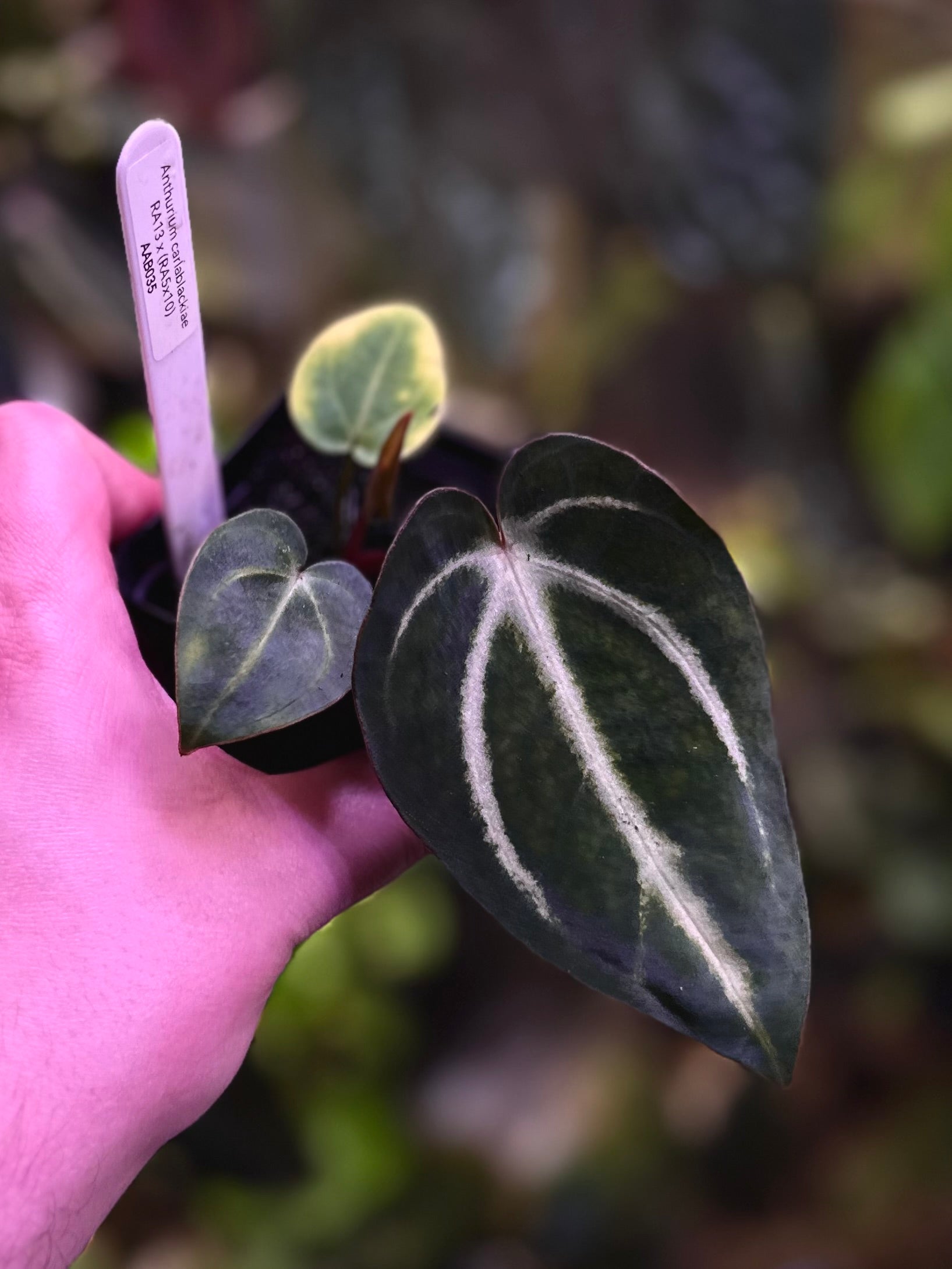 anthurium carlablackiae for sale Anthurium carlablackiae RA13 x (RA5x10)