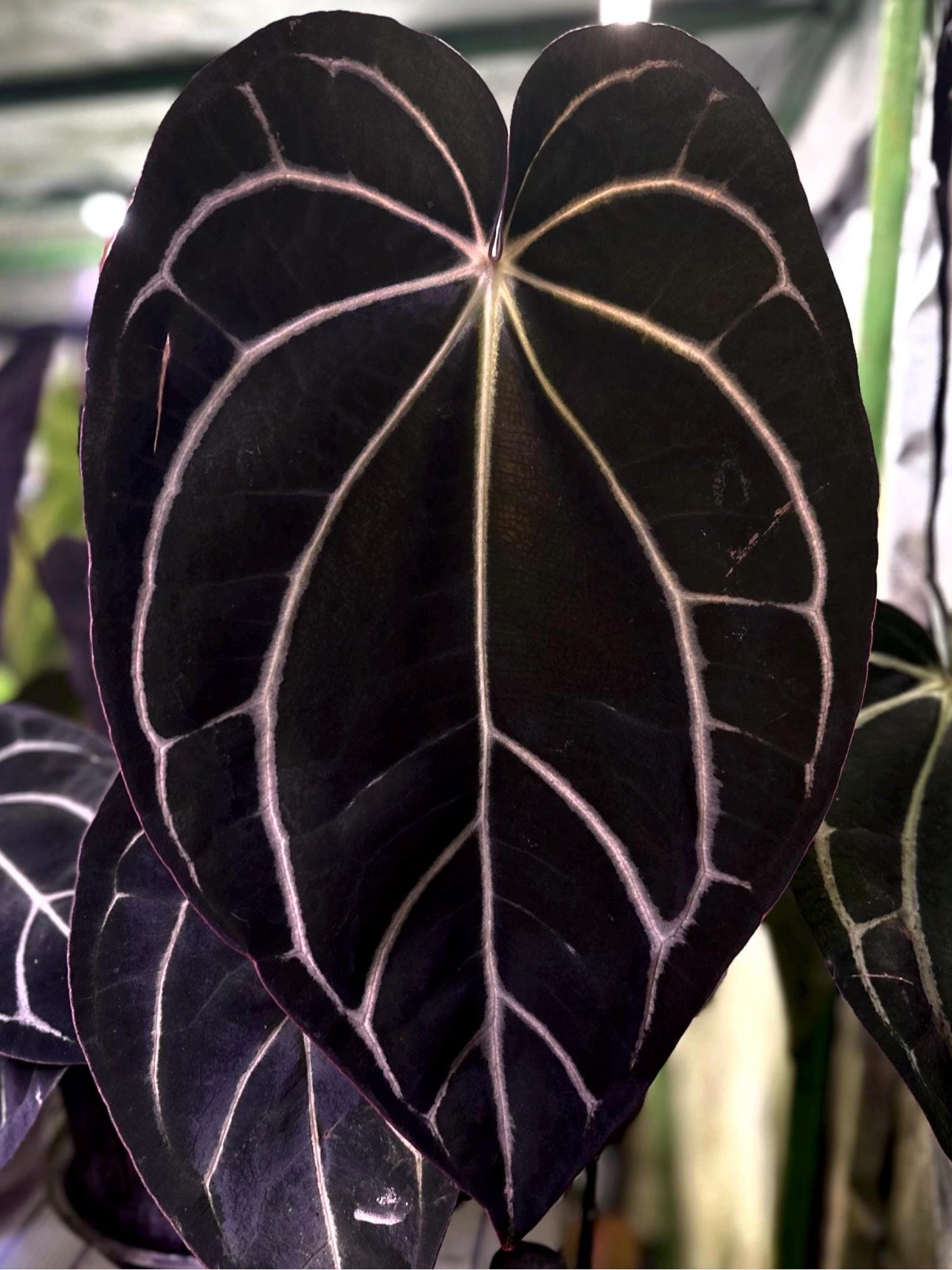 Anthurium carlablackiae RA13 x (RA5x10)
