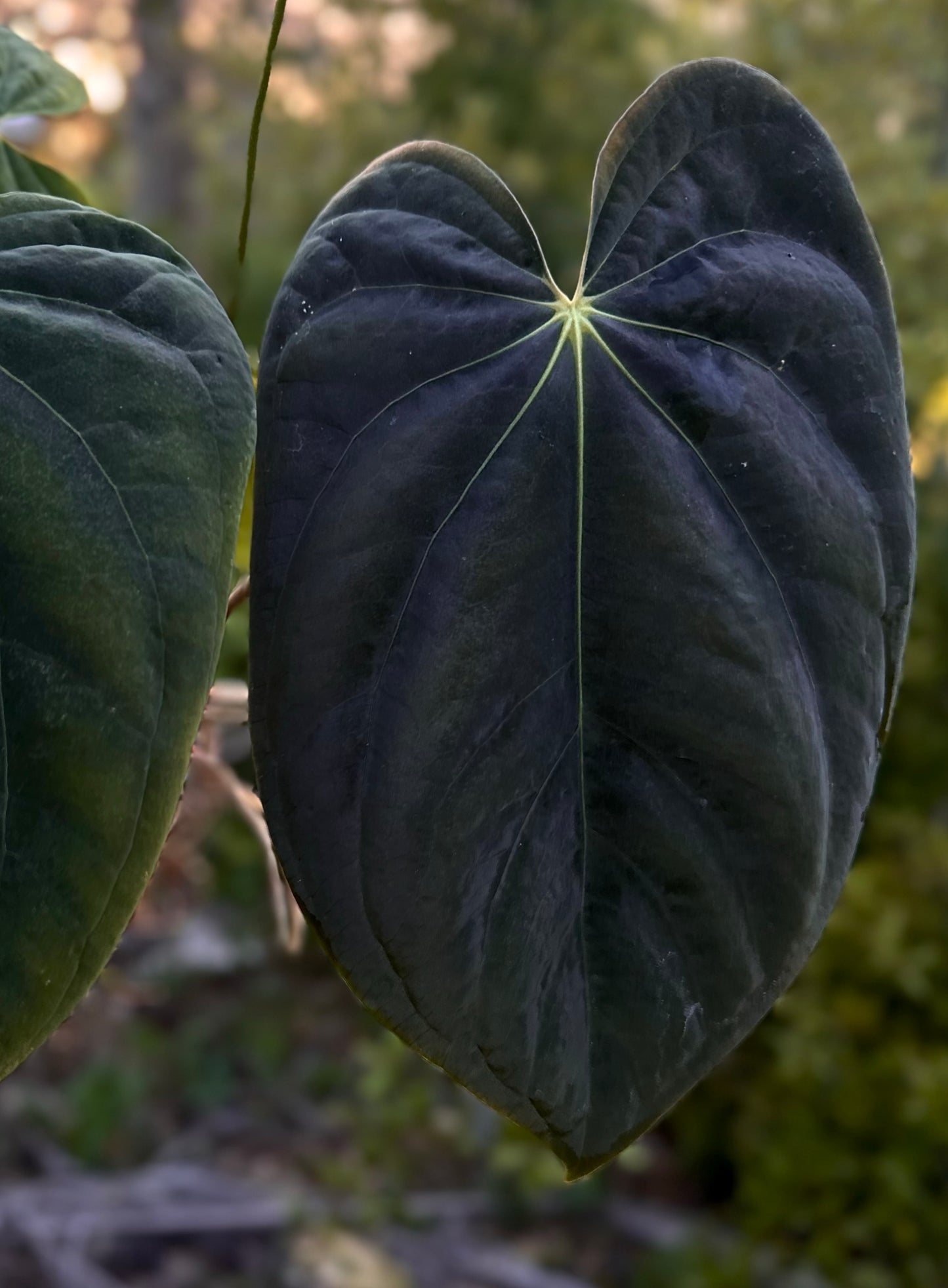 Anthurium antolakii (BVEP) "Round x RA1" x "Wu1 x Oliver"