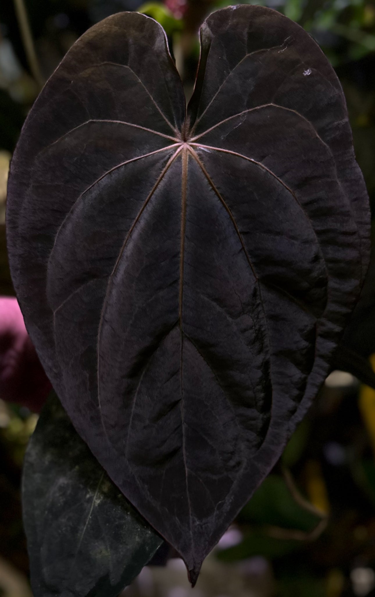 Anthurium (dressleri RG F2 x carlablackiae “Amanda”) x (dressleri “Oliver” x BVEP “Felix”)