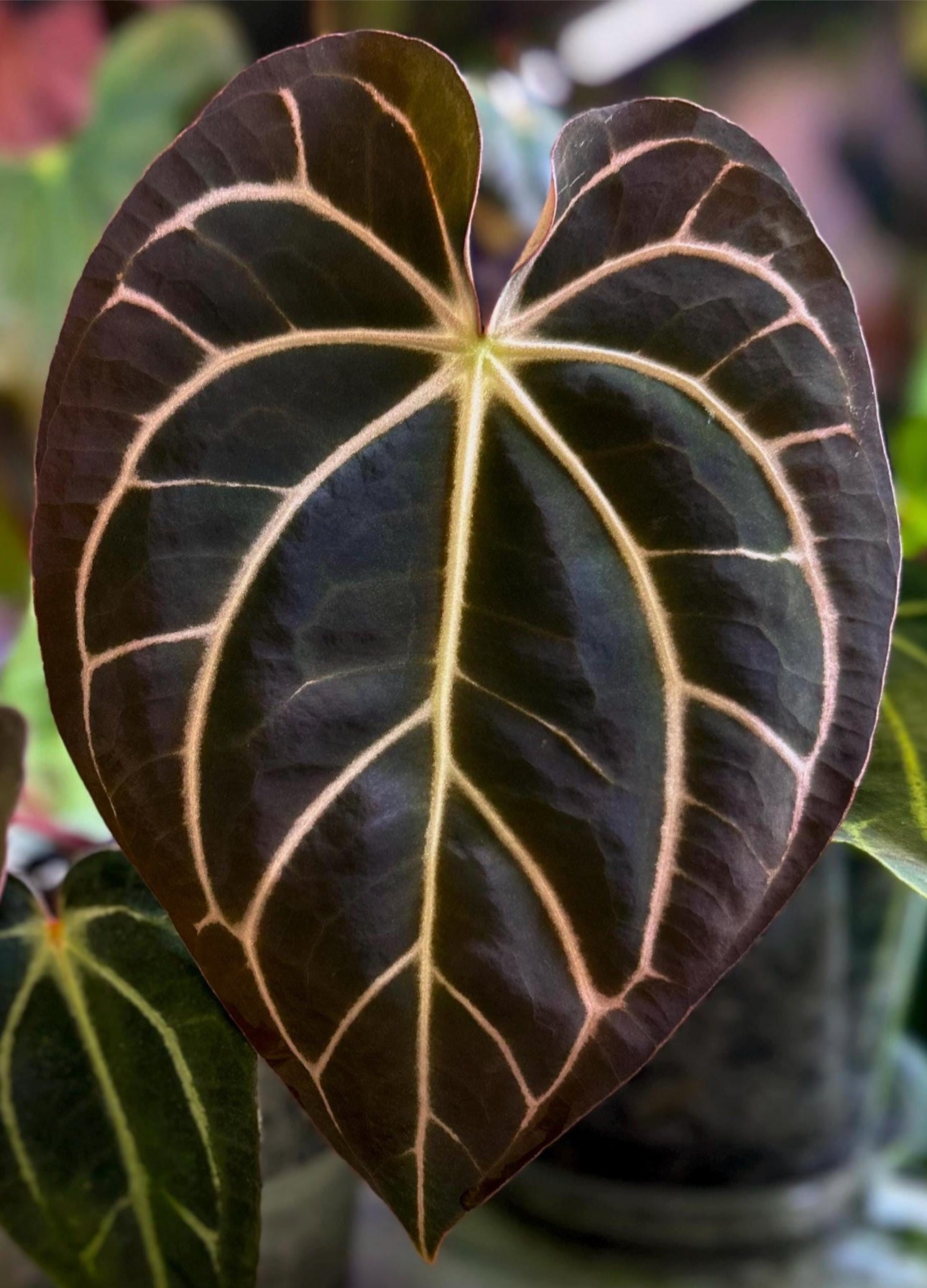 Anthurium carlablackiae RA5x10 x (dress RG F2 x carla "Amanda")