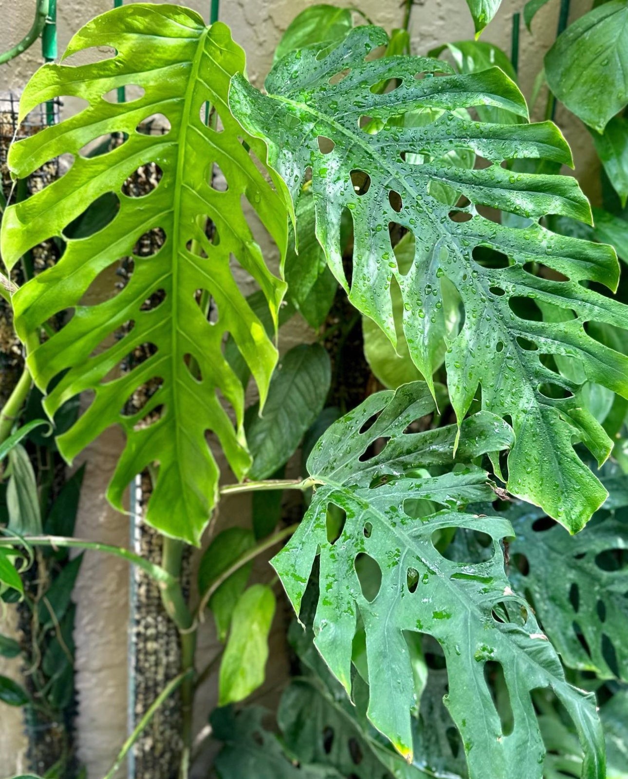 philodendron monstera dubia Monstera dubia