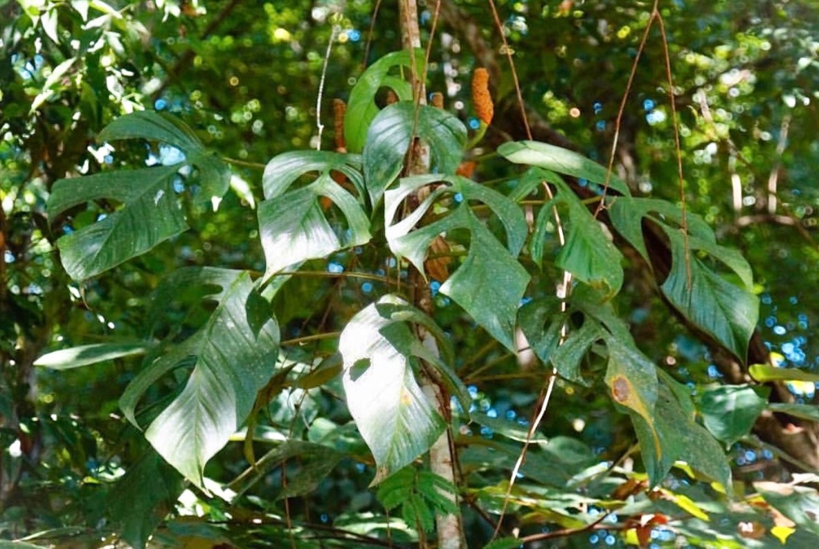 Monstera praetermissa