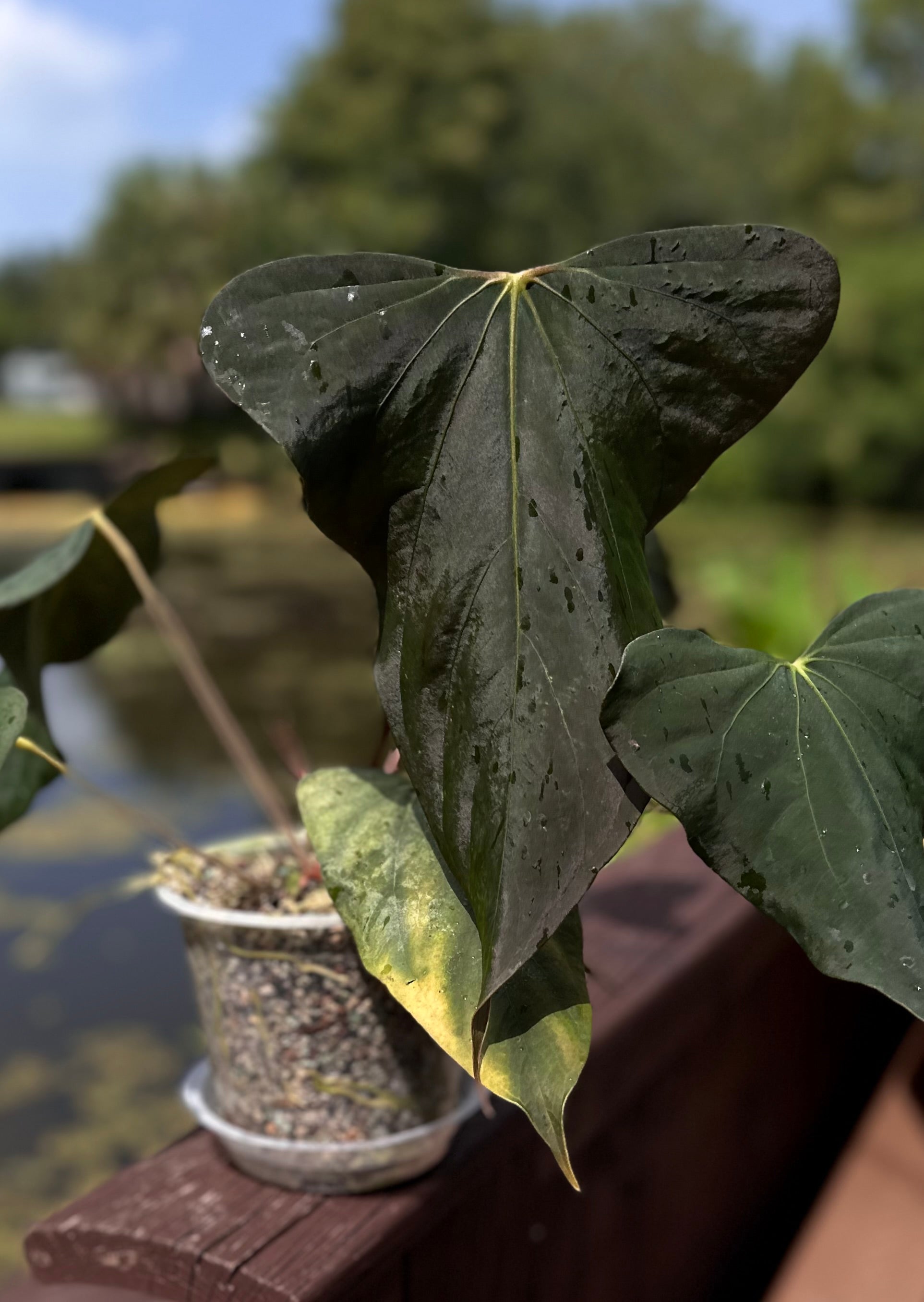 anthurium festino Anthurium sp. nov DF
