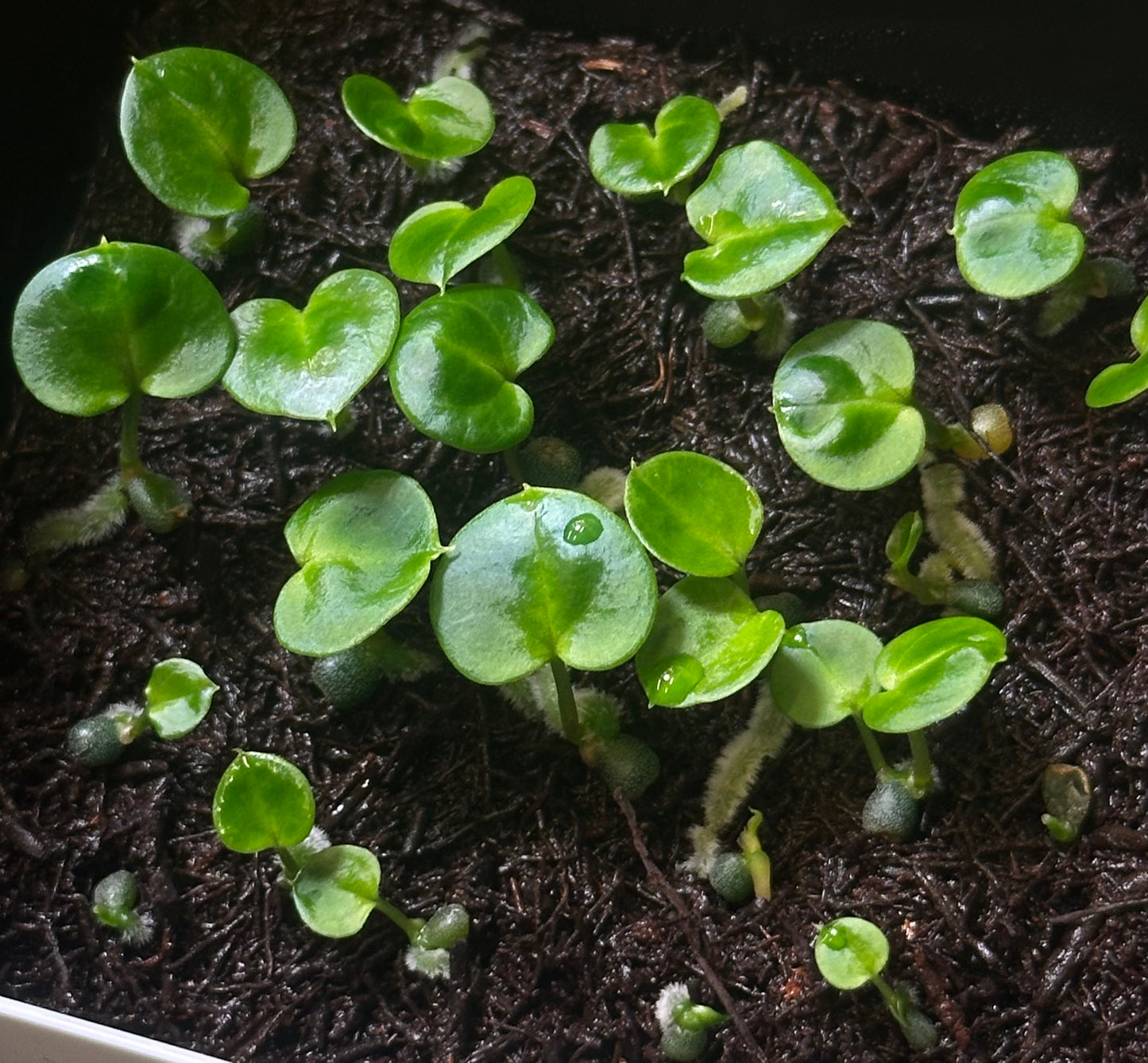 Anthurium carlablackiae RA13 x (RA5x10)