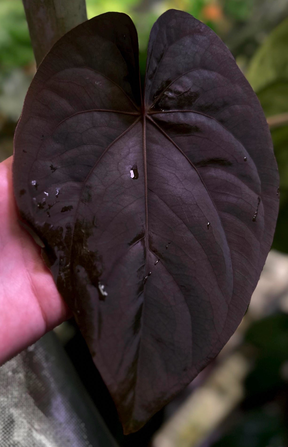 Anthurium dressleri RG x (Black dressleri x RG F2 dark) *seedlings*