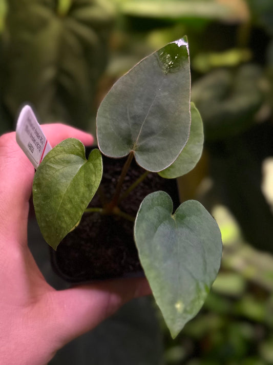 Anthurium dressleri RG x (Black dressleri x RG F2 dark) *seedlings*