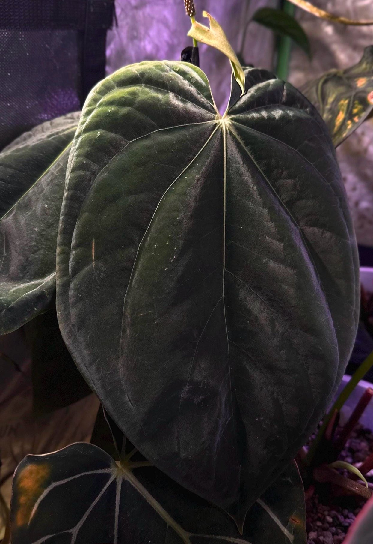 Anthurium antolakii (BVEP) "Wu1 x Oliver" x 'Supernova' (dressleri "Oliver" x BVEP "Felix") *seedlings*