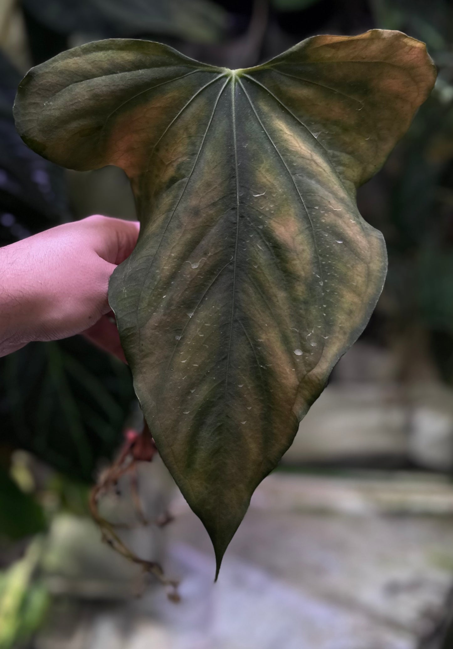 Anthurium sp. nov DF