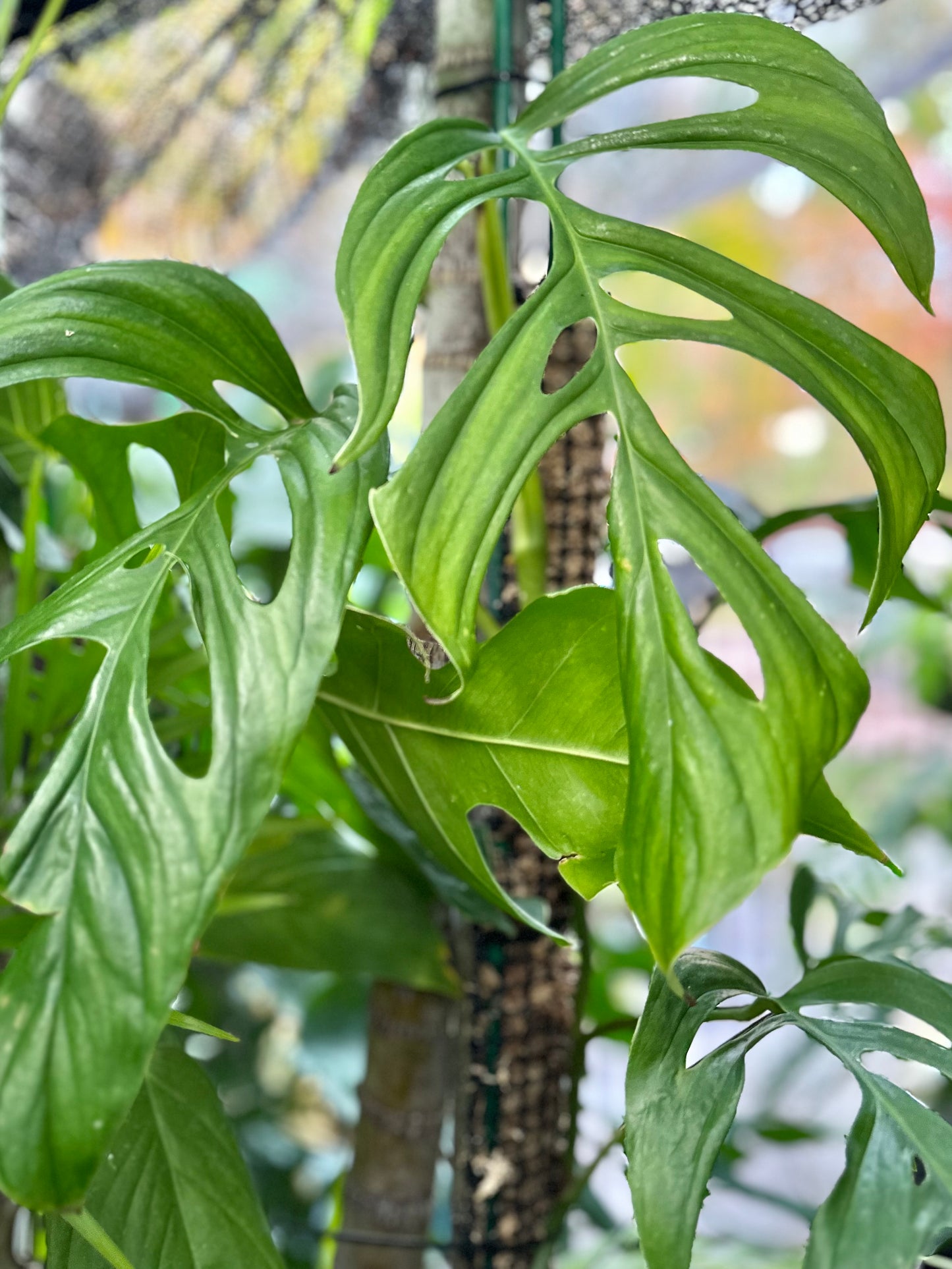 Monstera obliqua “Huanuco”