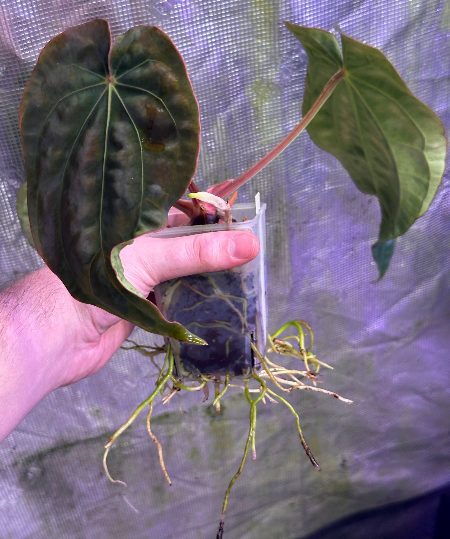 Anthurium (dressleri RG F2 x carlablackiae) x dressleri “Obsidian”