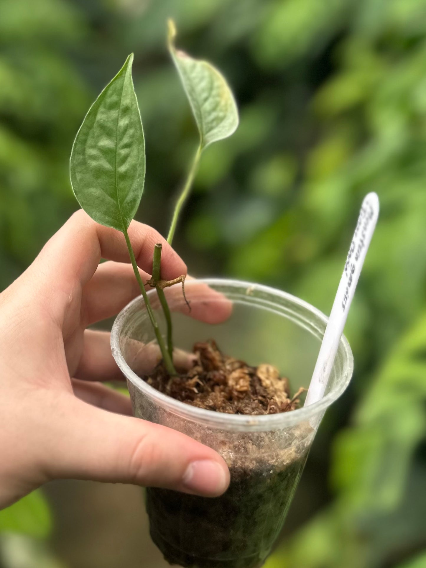 Monstera gracilis “Tingo Maria”