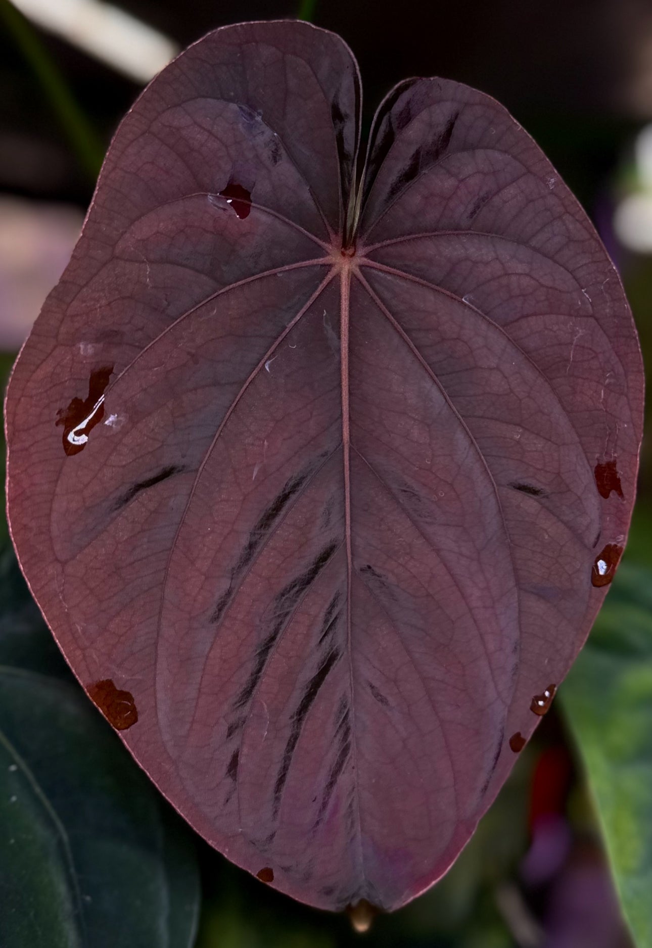 Anthurium (dressleri RG F2 x carlablackiae “Amanda”) x (dressleri “Oliver” x BVEP “Felix”)