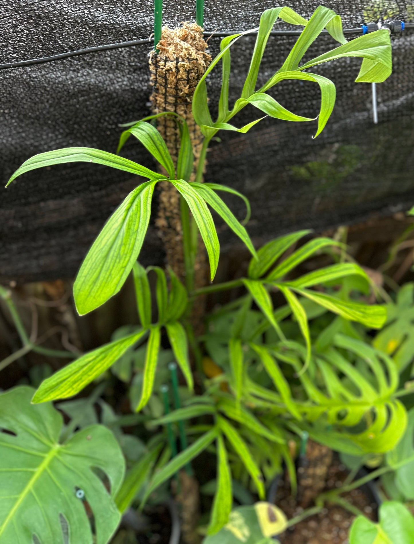Monstera barrieri