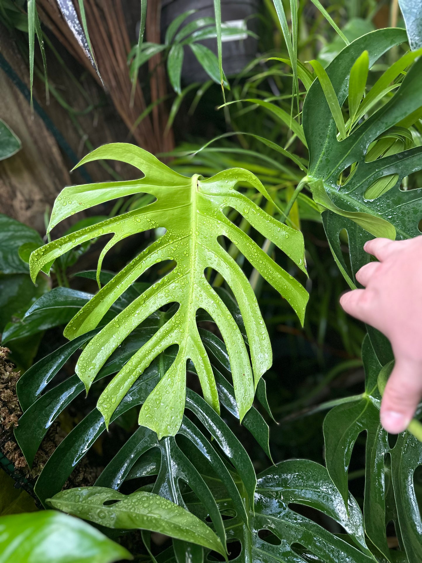Monstera deliciosa var sierrana