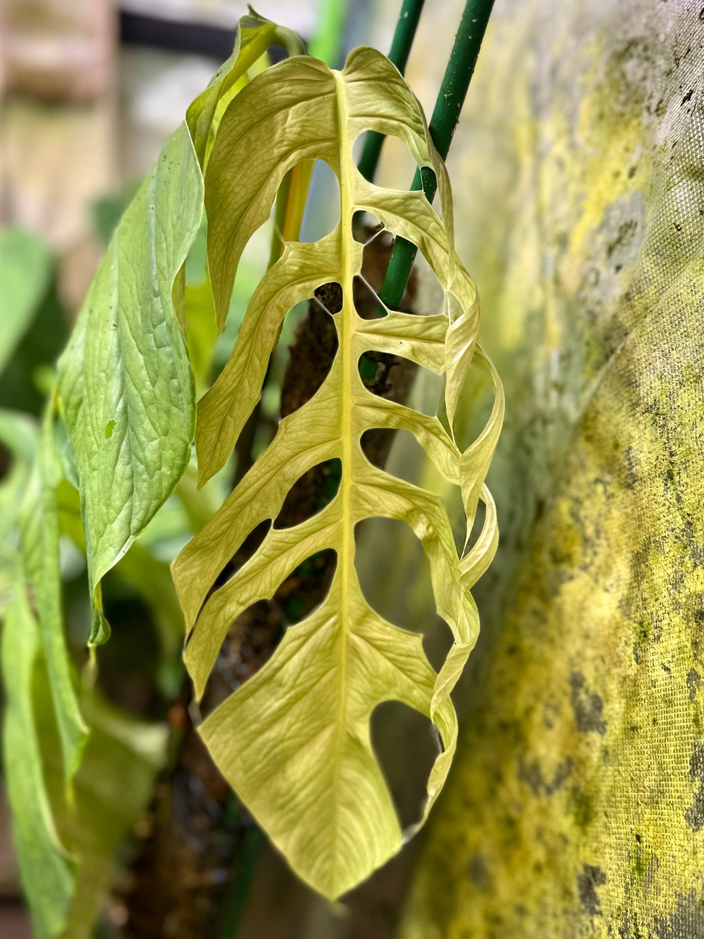 Monstera filamentosa *EXTREMELY RARE*