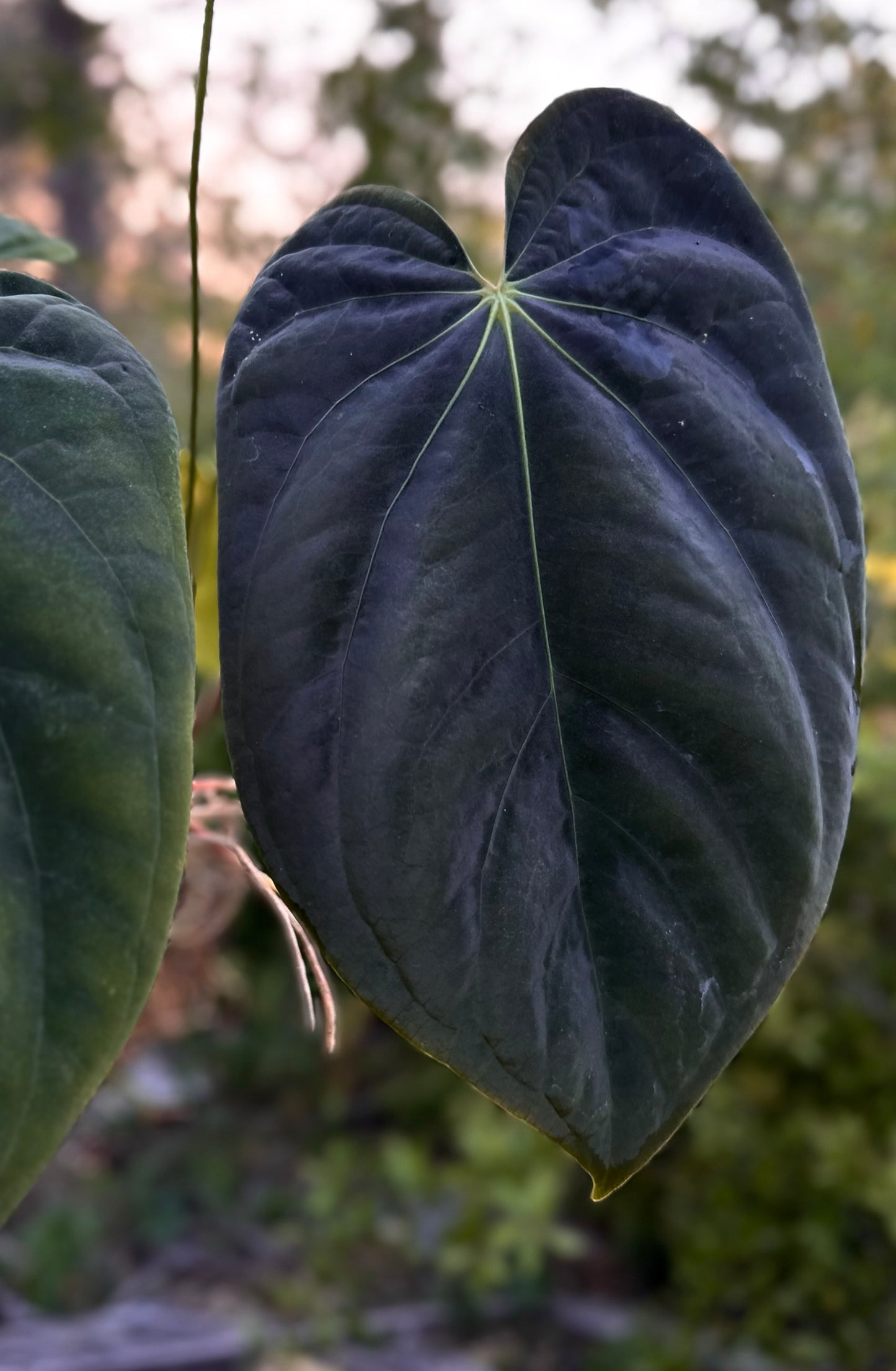 Anthurium antolakii (BVEP) "Round x RA1" x "Wu1 x Oliver"