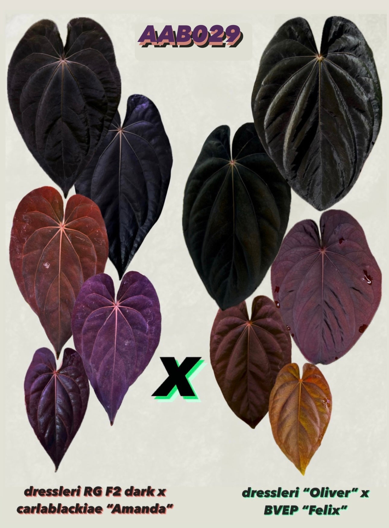 Anthurium (dressleri RG F2 x carlablackiae “Amanda”) x (dressleri “Oliver” x BVEP “Felix”)