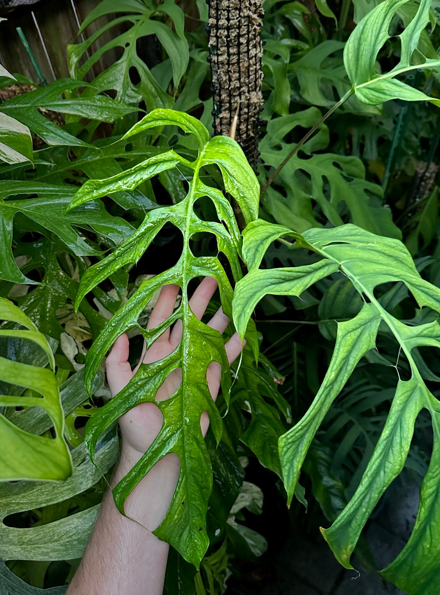 Monstera filamentosa *EXTREMELY RARE*