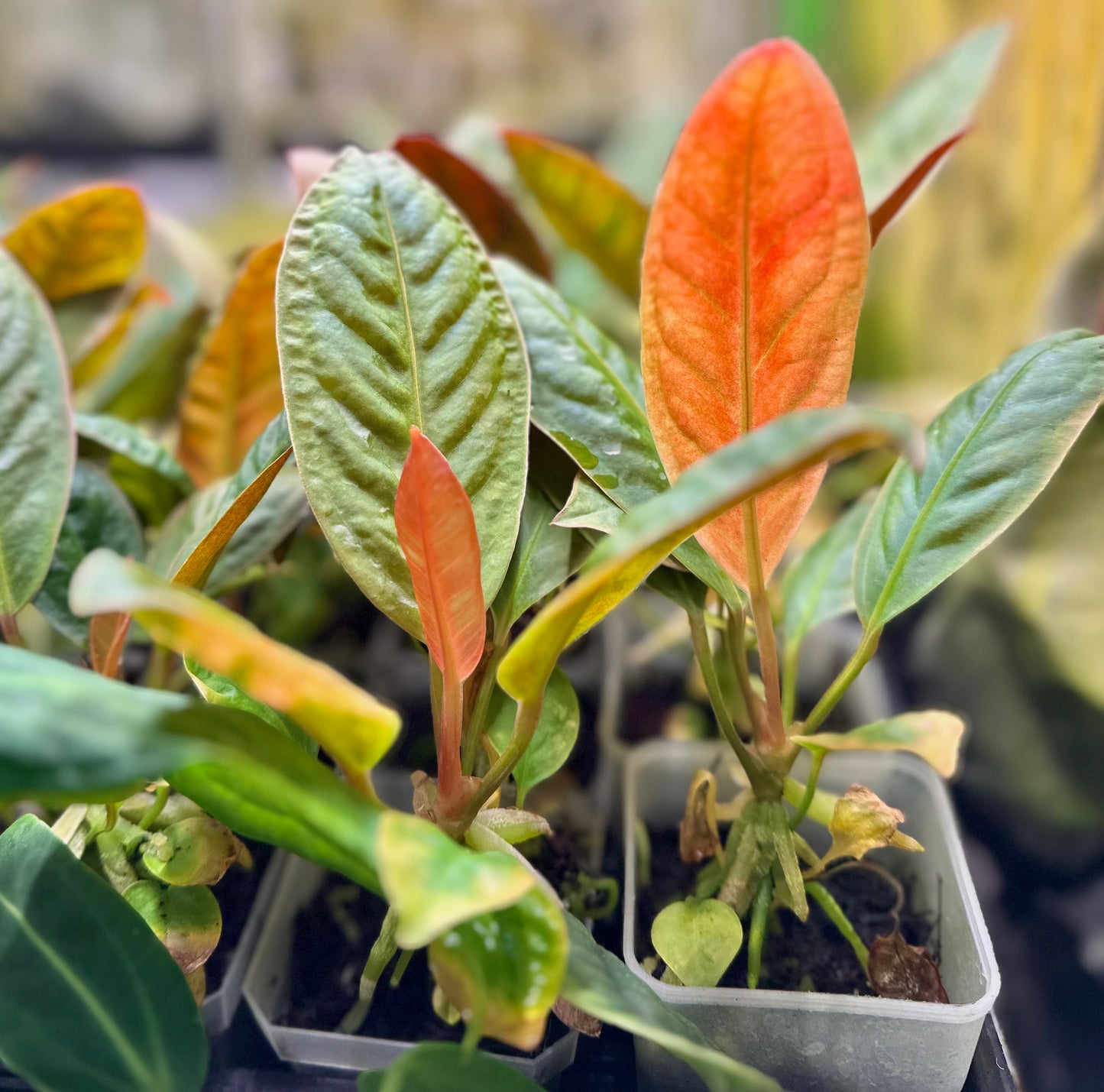 Anthurium willifordii *EXTREMELY RARE*