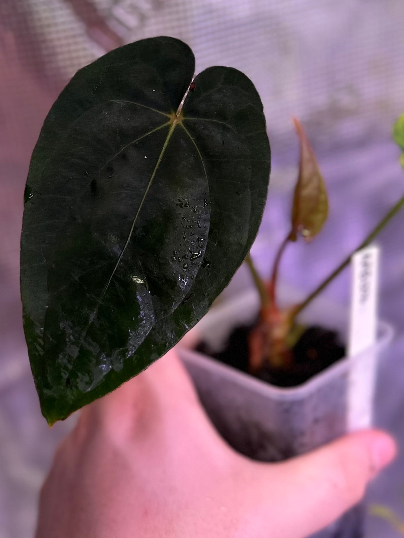 Anthurium (dressleri RG F2 x carlablackiae “Amanda”) x (dressleri “Oliver” x BVEP “Felix”)