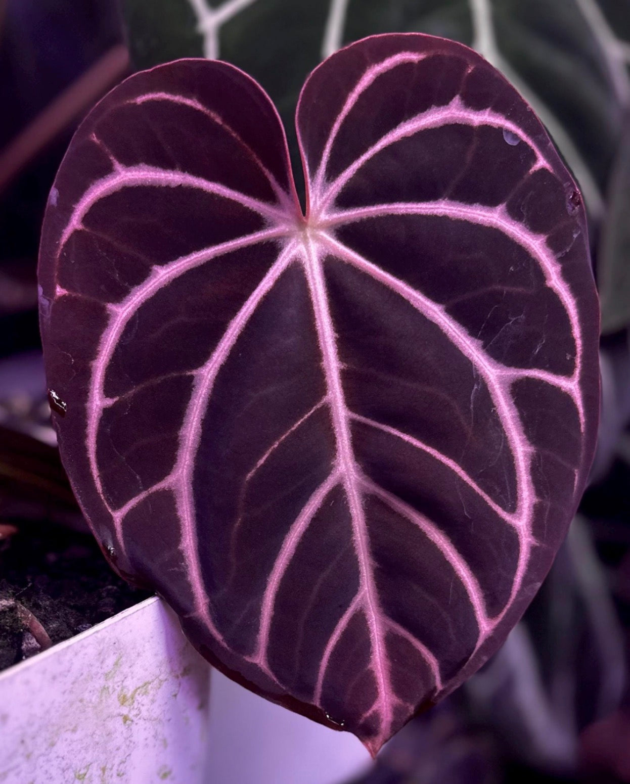 Anthurium dressleri RG (Black x F2) x carlablackiae RA10 s1 *sprouted seeds*