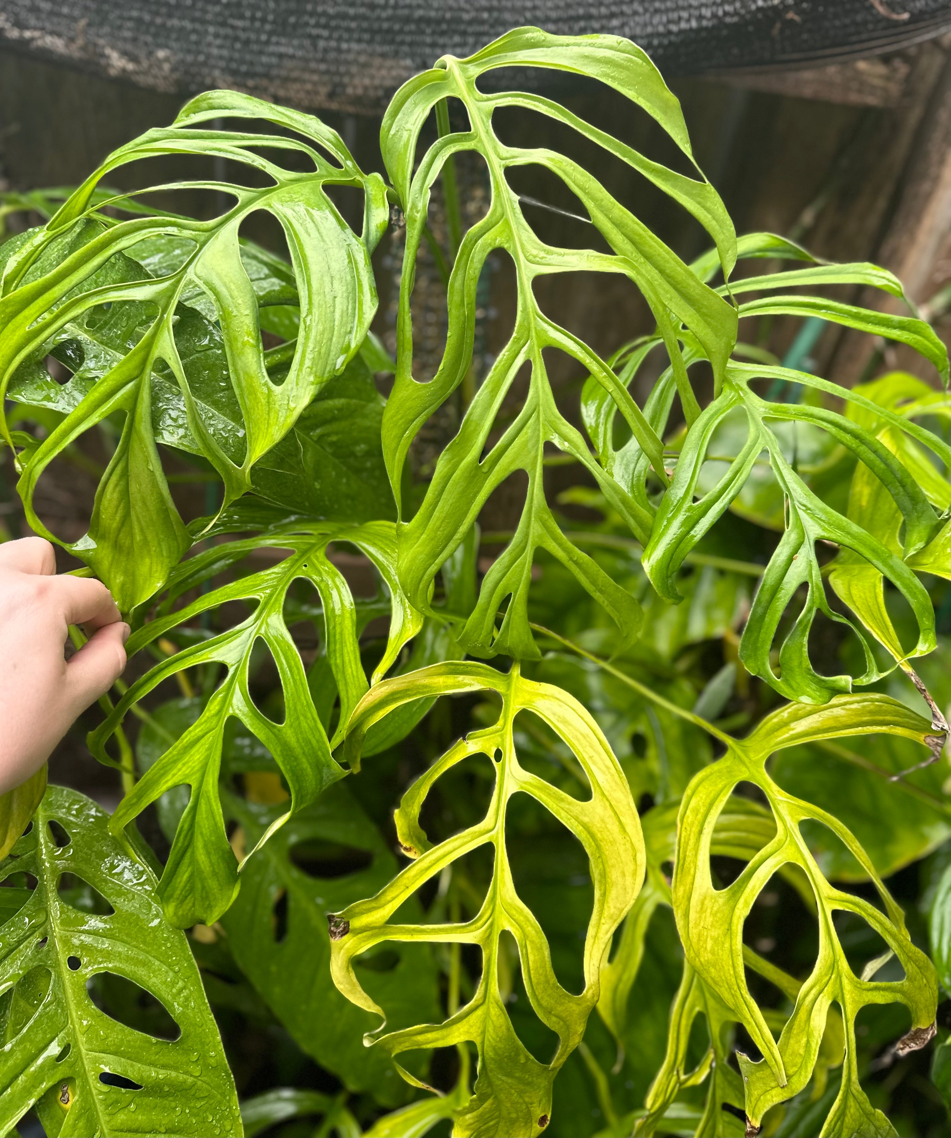 variegated monstera obliqua Monstera aff. obliqua “Filamentous” – AABexotics