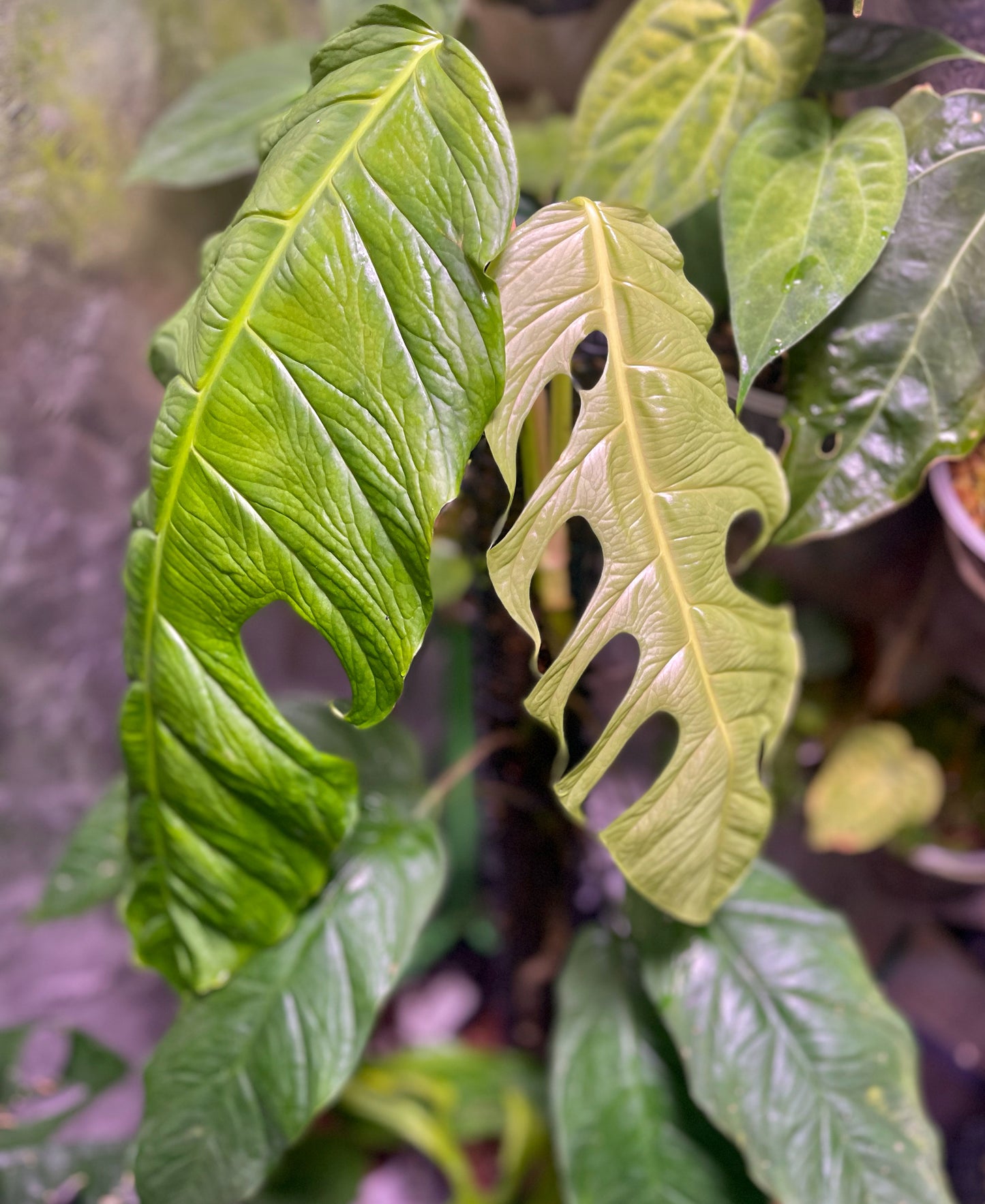 Monstera filamentosa *EXTREMELY RARE*